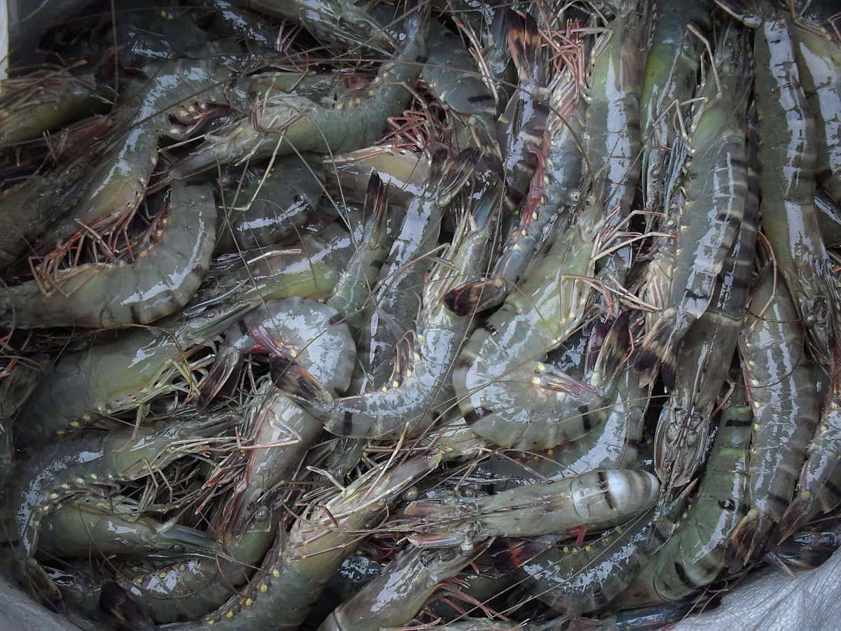 Fresh Prawns Closeup