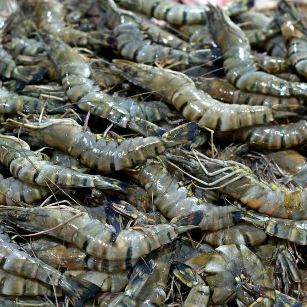 Fresh Prawns Market Display Background