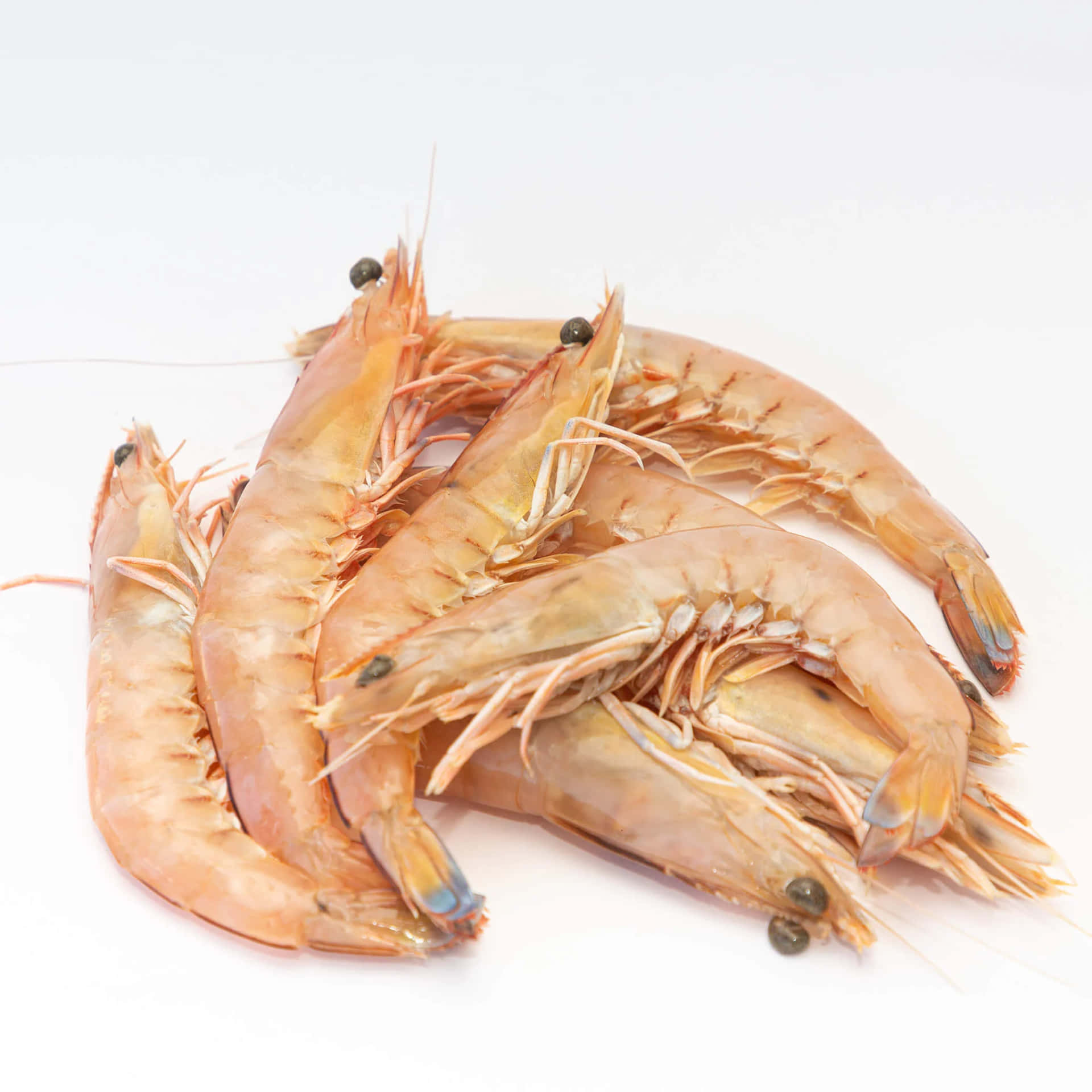 Fresh Prawns White Background Background