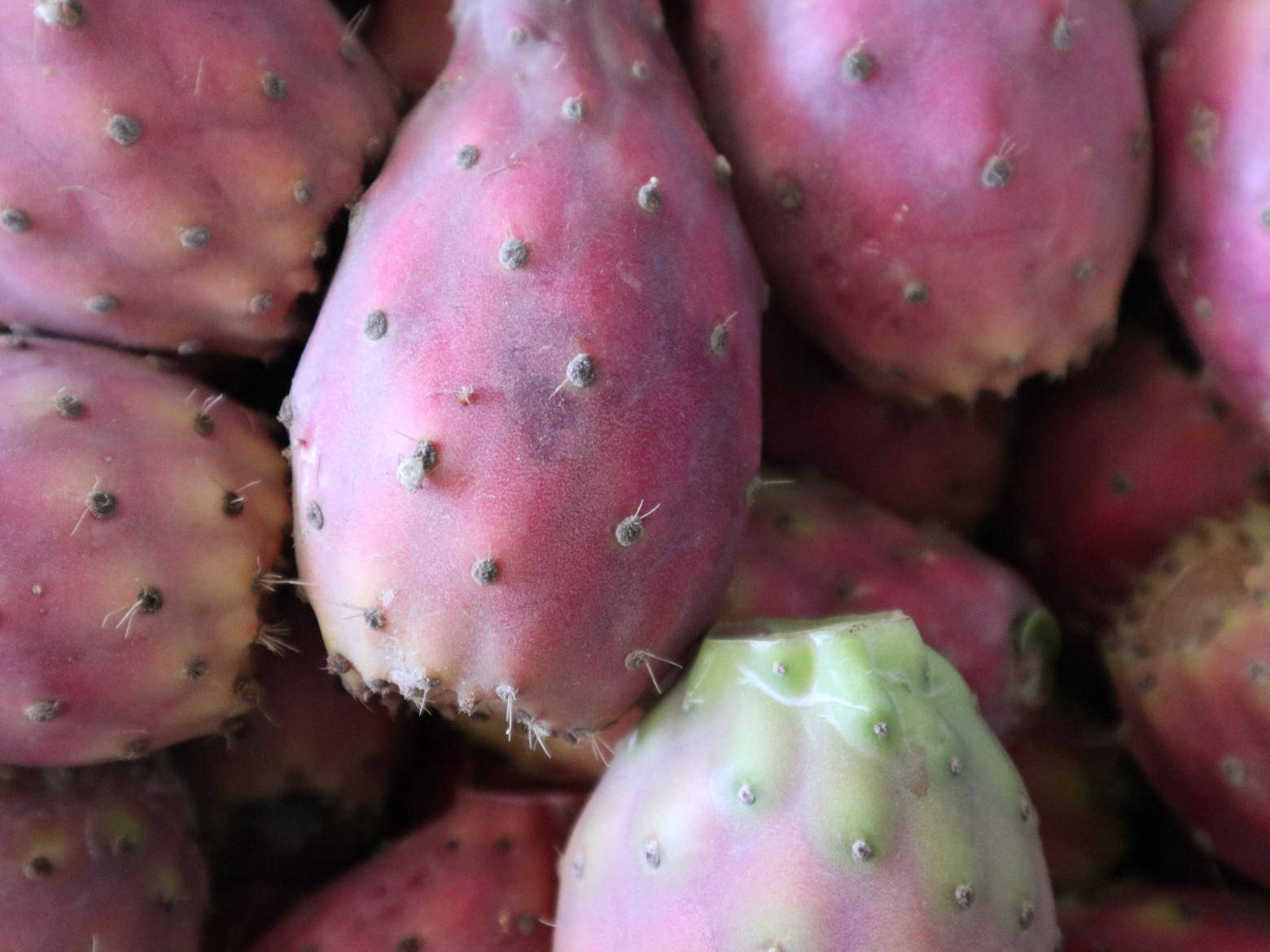 Fresh Prickly Pear Cactus Fruit