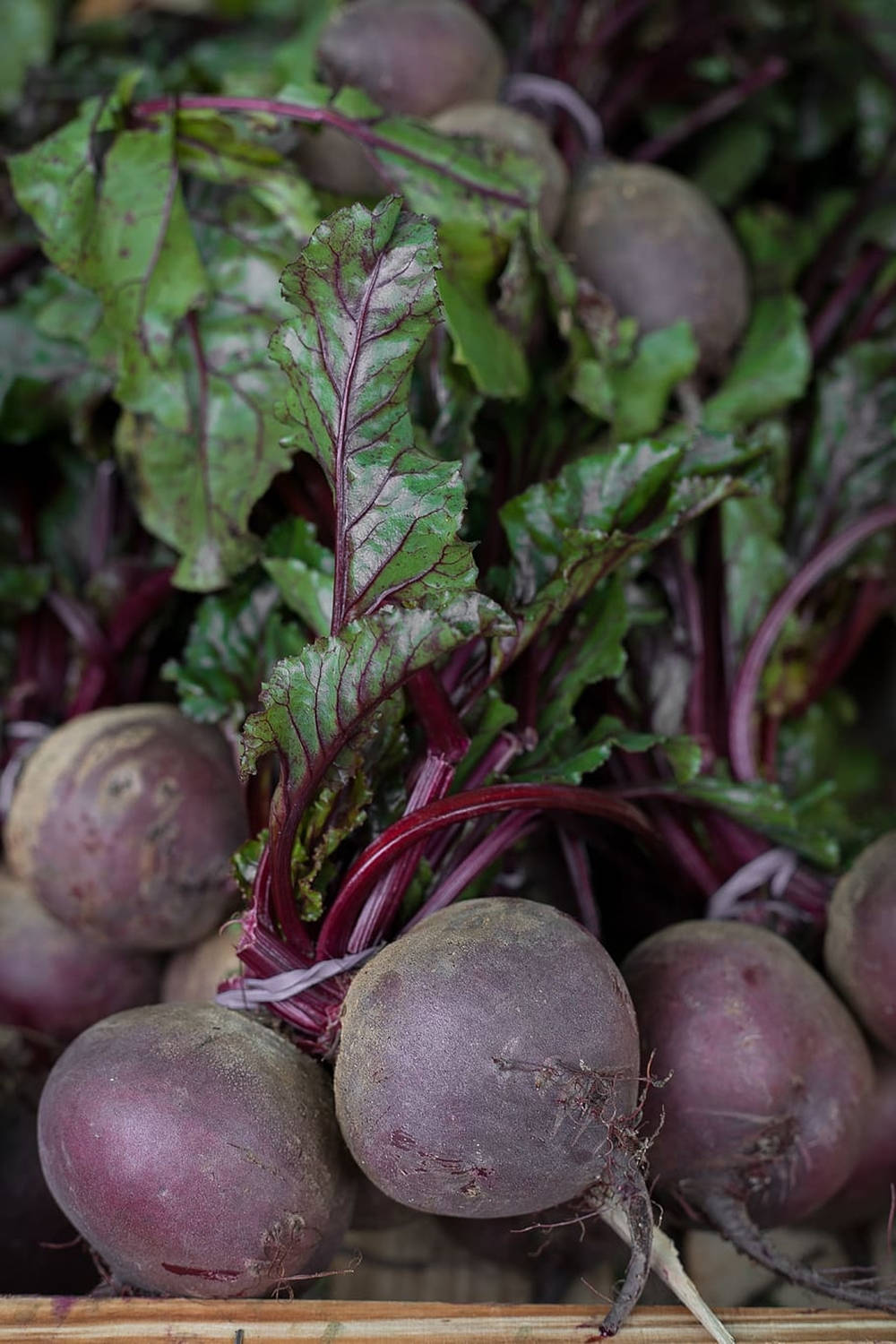 Fresh Purple Beetroot Bundle Background