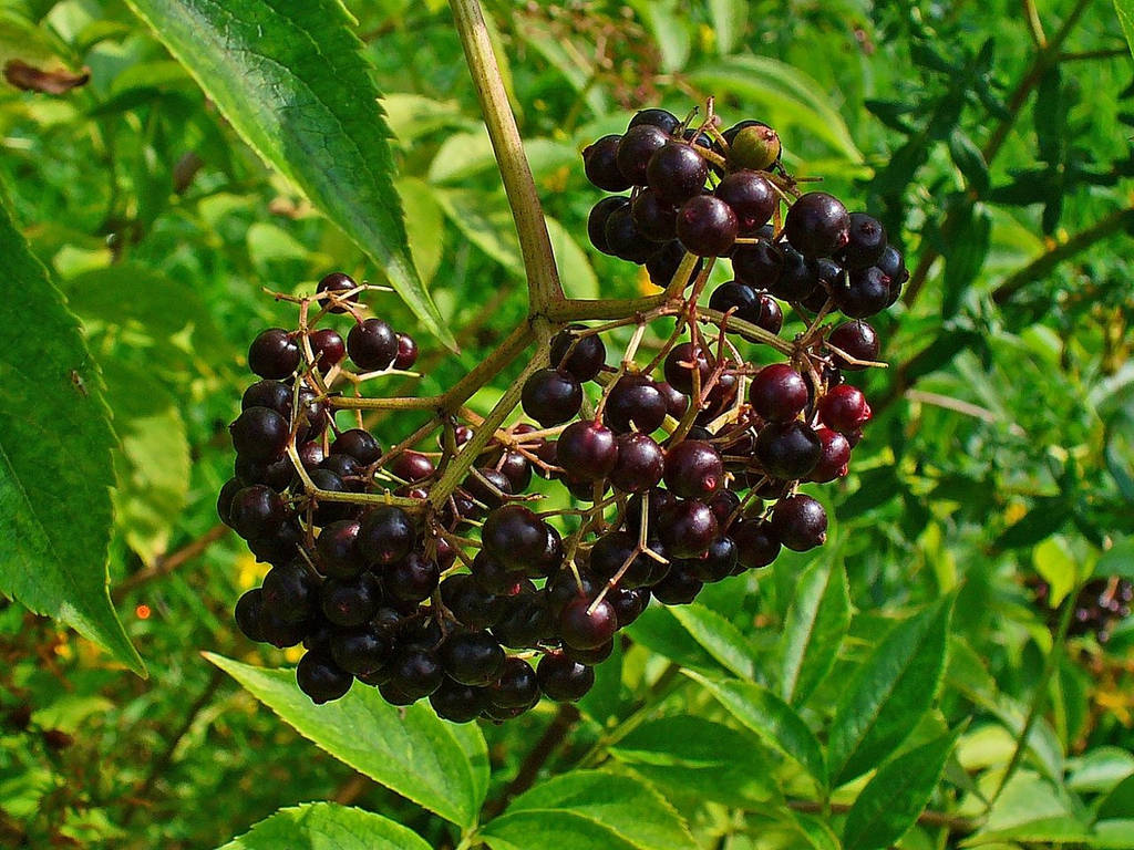 Fresh Purple Elderberry Fruits Hanging From A Tree Background