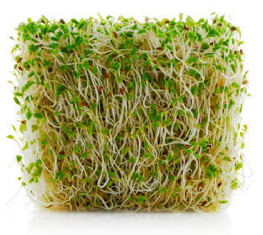 Fresh Raw Alfalfa Bean Sprouts Background