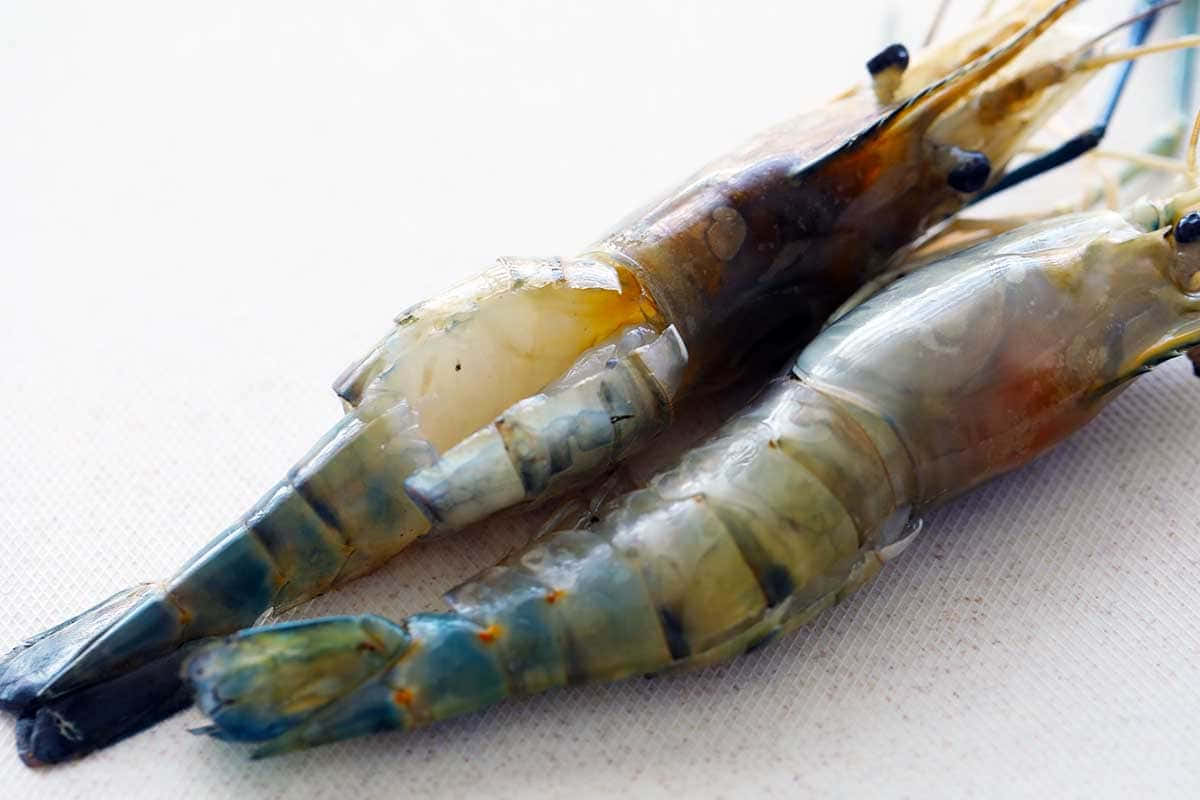 Fresh Raw Prawns Closeup