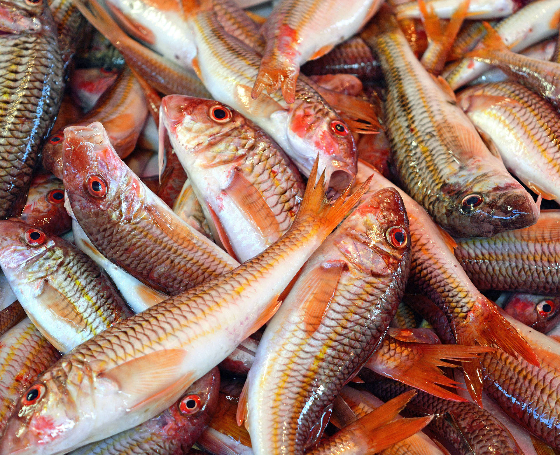 Fresh Red Mullet Fishes