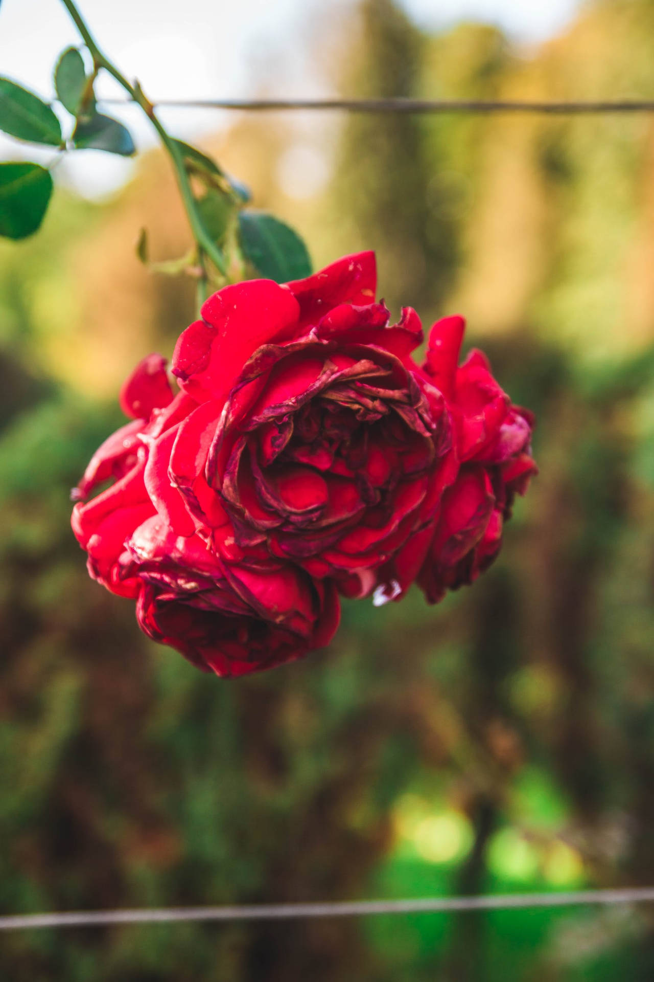 Fresh Red Rose Hd Background