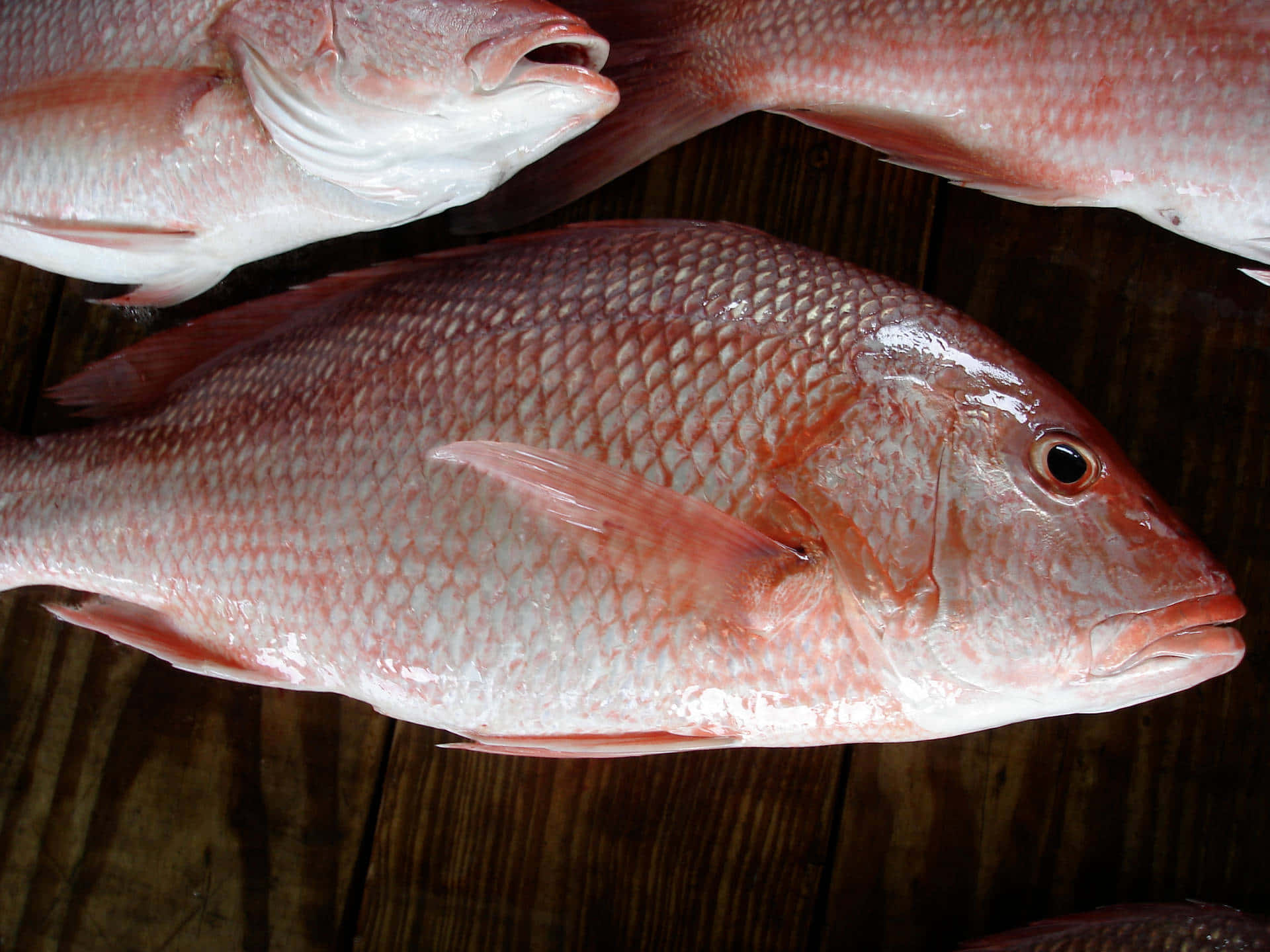 Fresh Red Snapper Fish Background