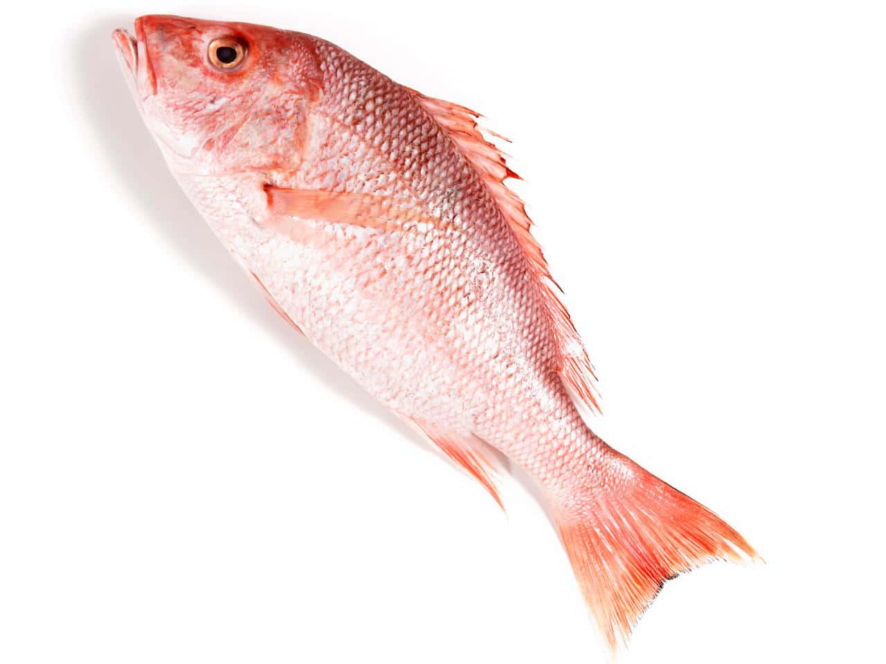 Fresh Red Snapper Fish Isolated Background