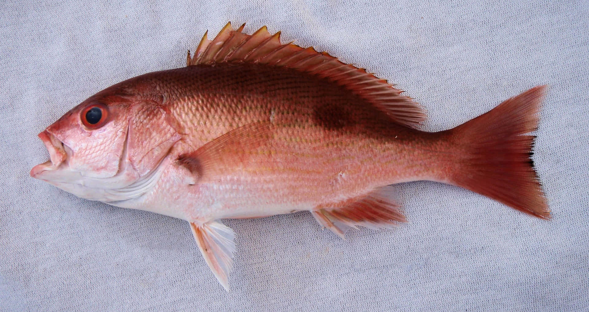 Fresh Red Snapperon Display.jpg Background