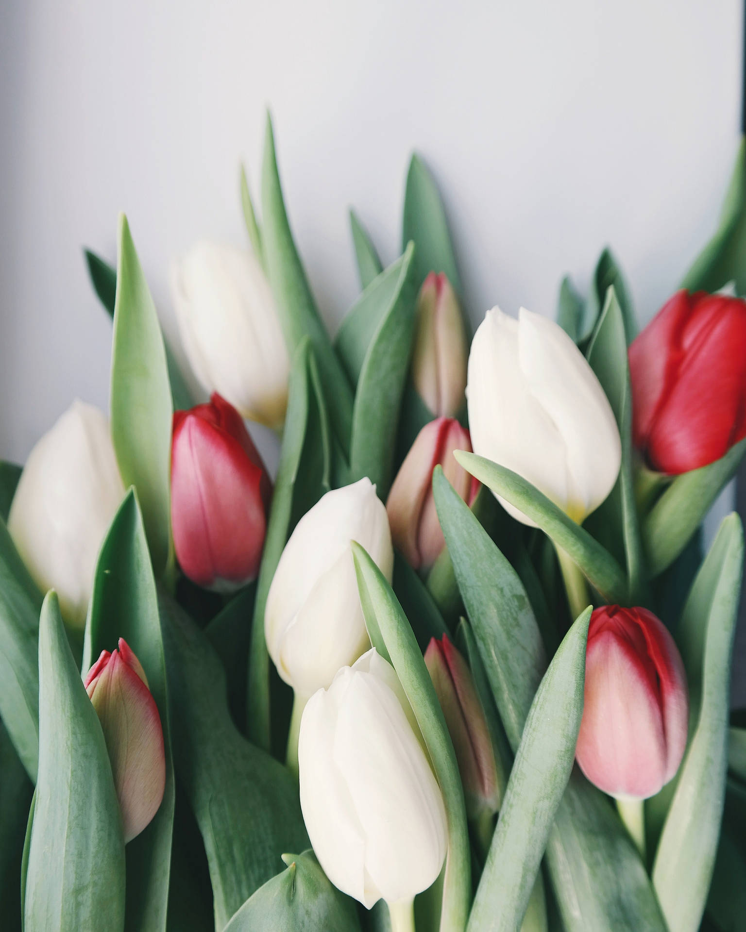 Fresh Red White Flowers Tulips Background