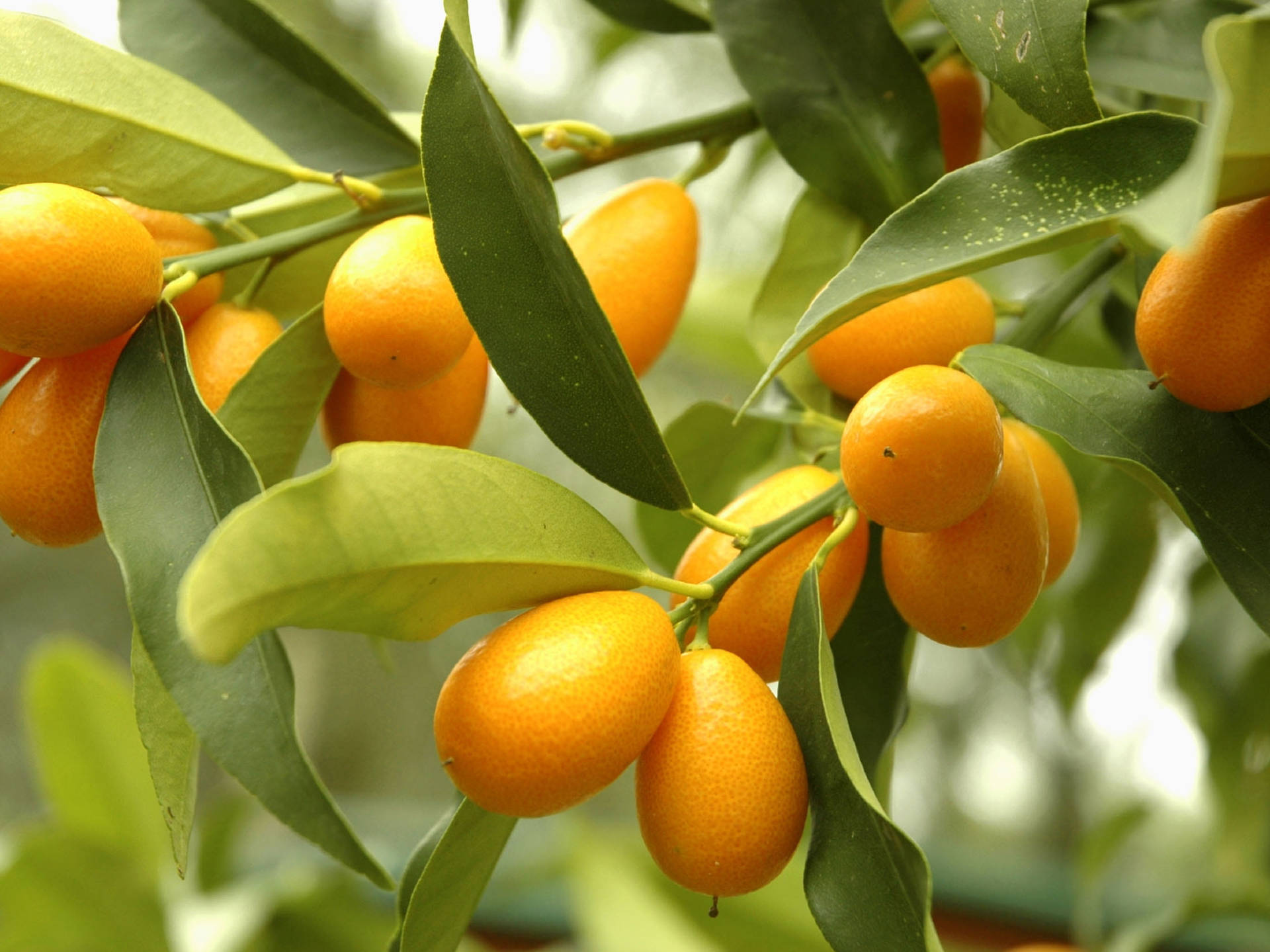 Fresh Ripe Kumquat Fruits On Tree