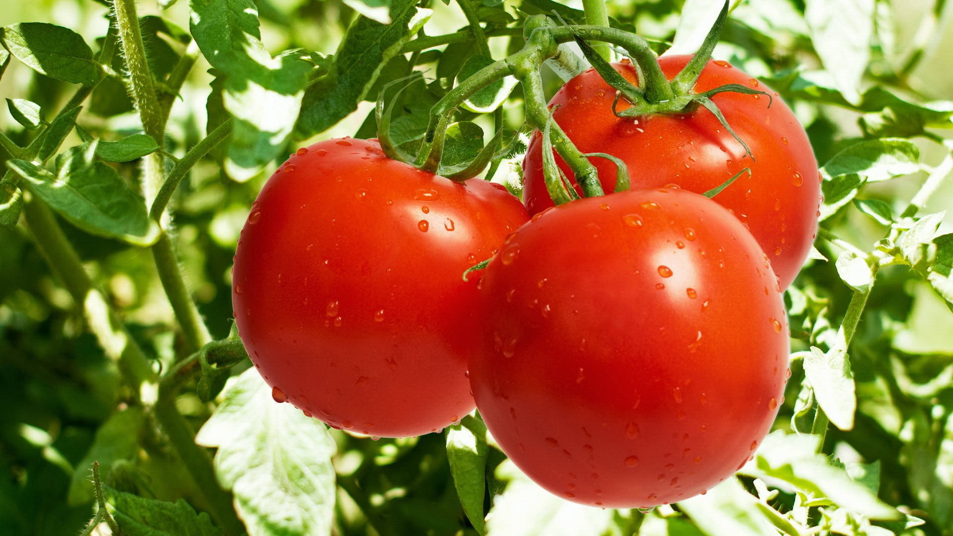 Fresh Ripe Tomato Fruits On Tree Background