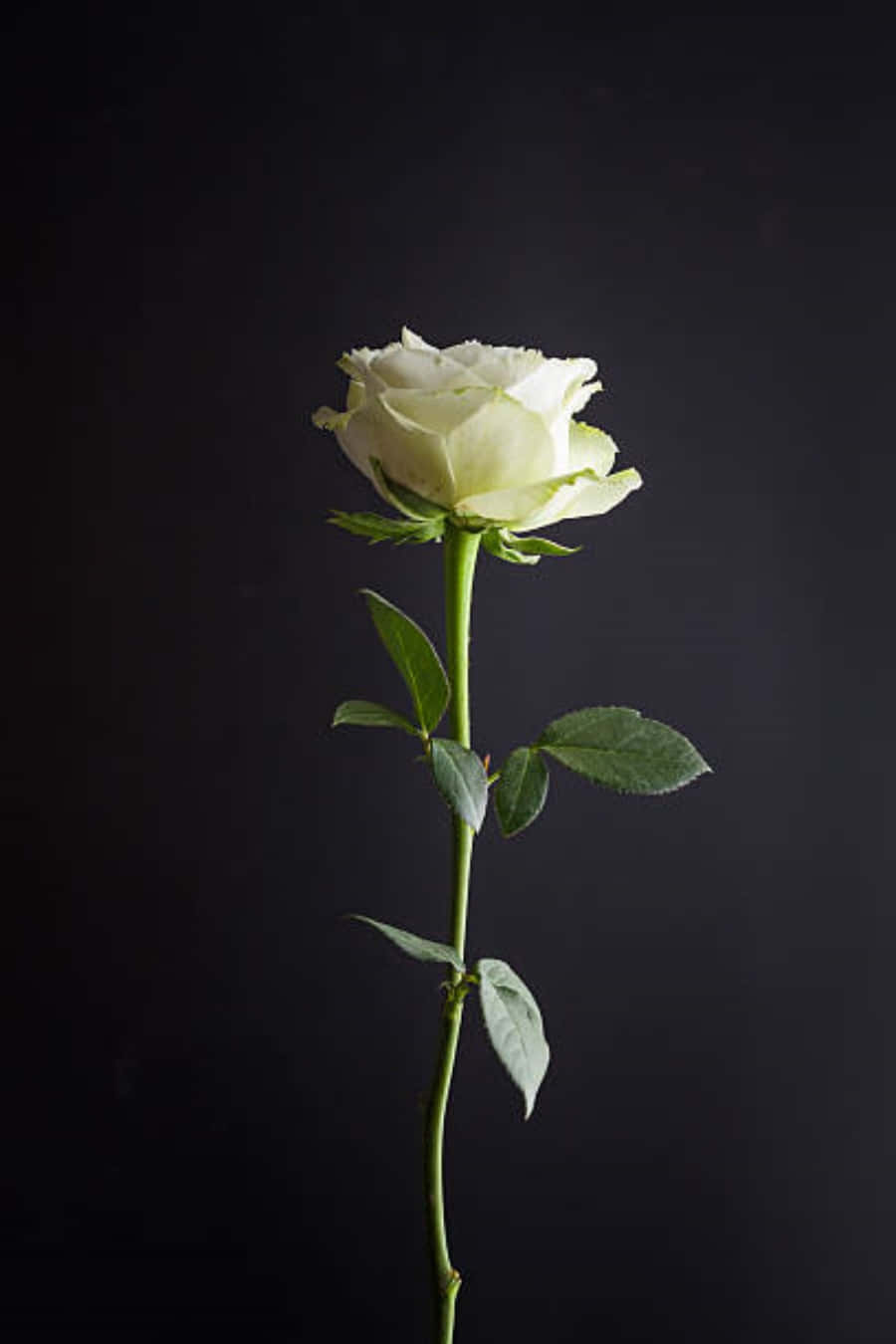 Fresh, Romantic White Roses For Your Iphone
