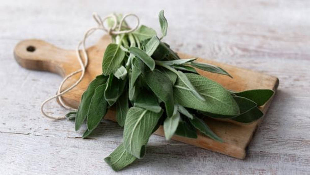 Fresh Sage Plant Background