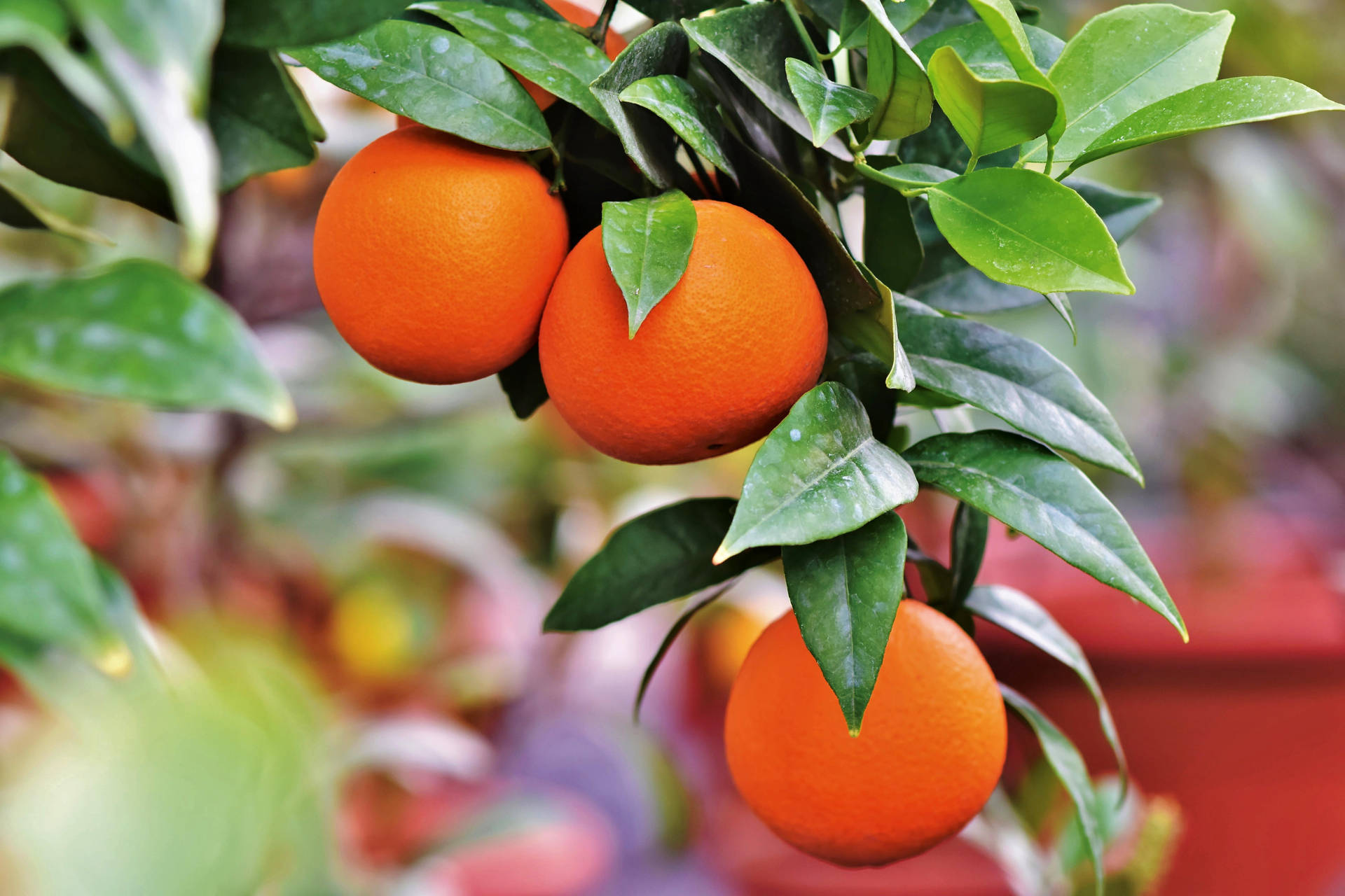 Fresh Satsuma Mandarin On Vibrant Background Background