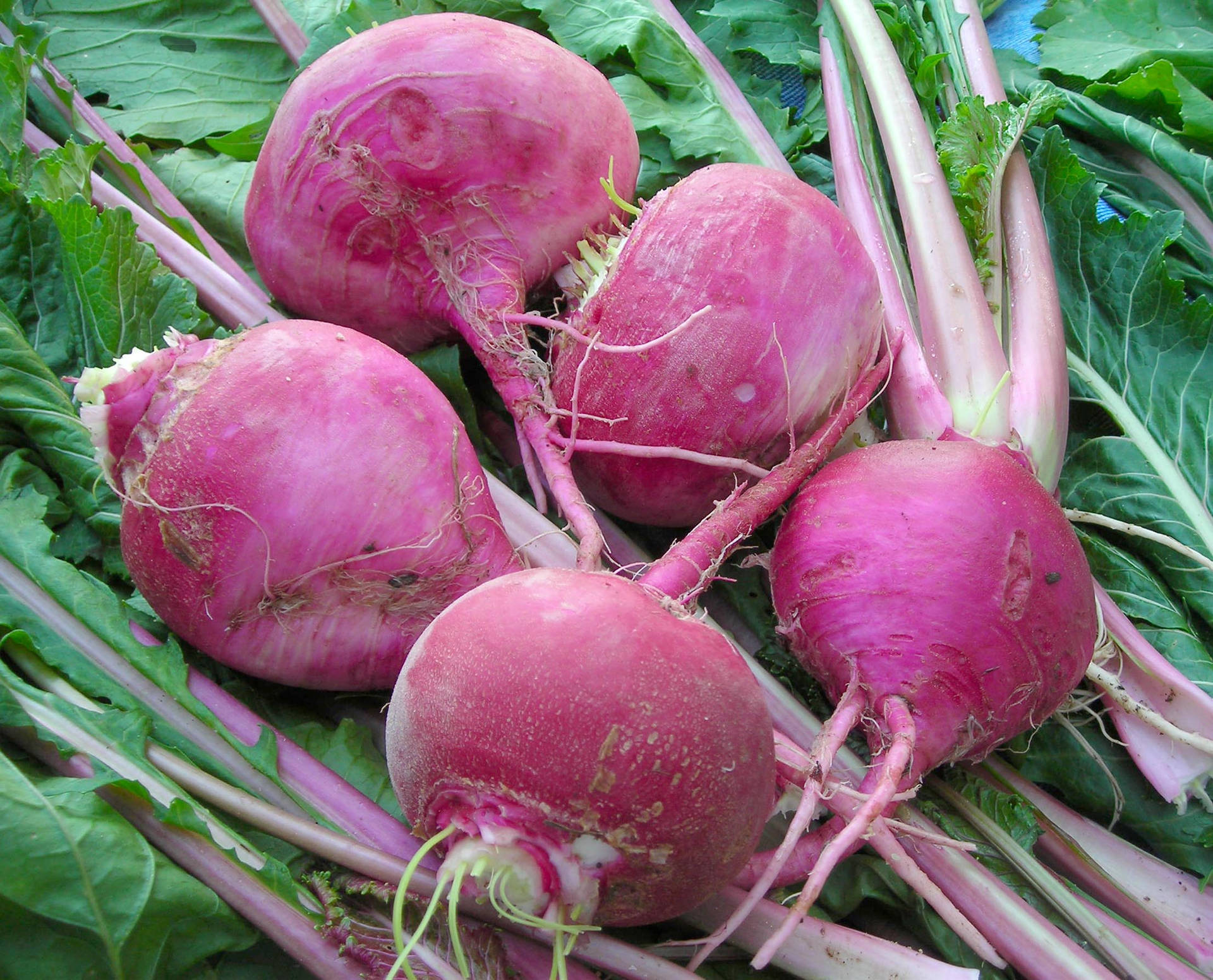 Fresh Scarlet Turnip Background