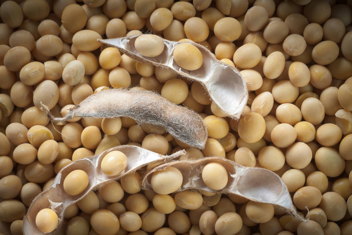 Fresh Soy Beans Background