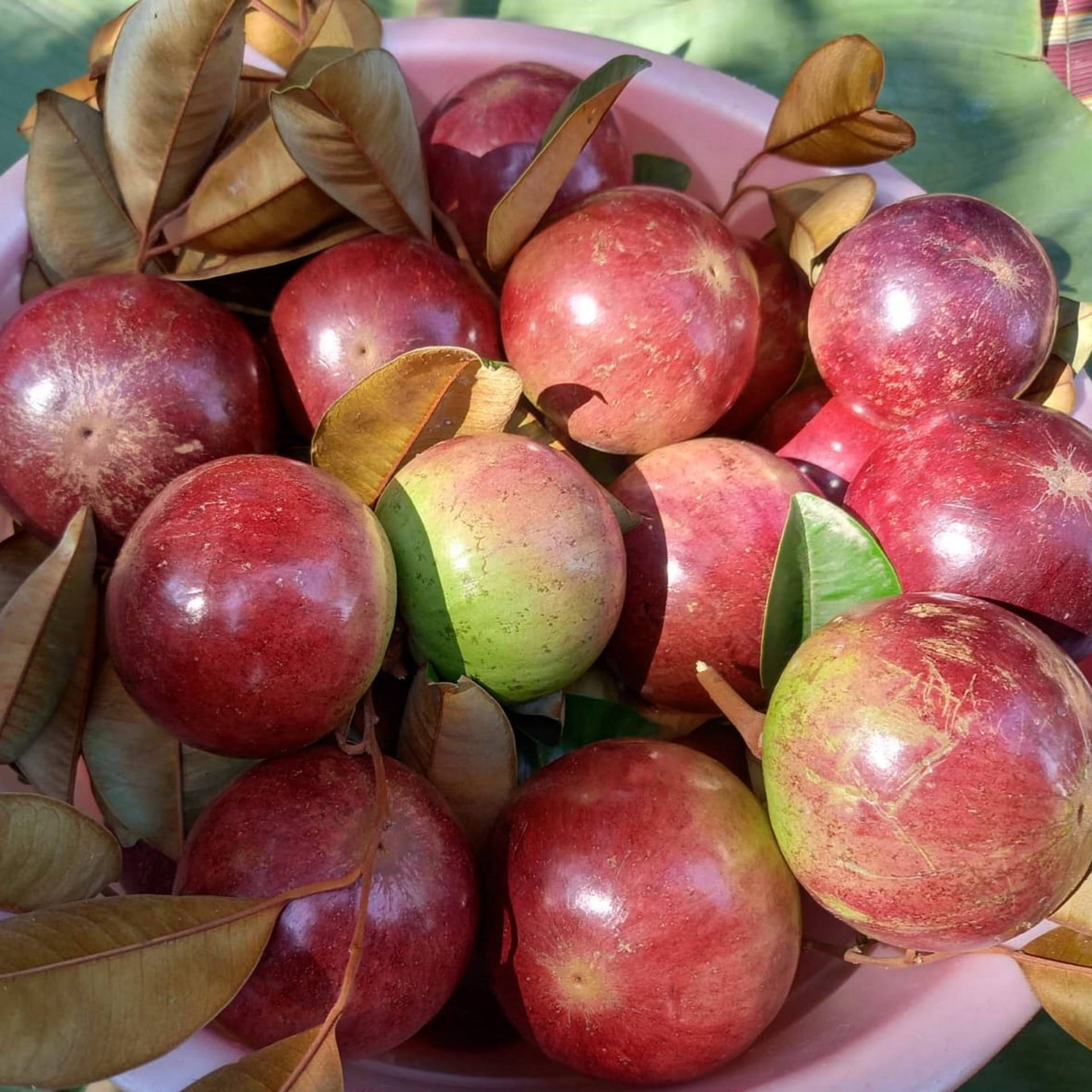 Fresh Star Apple Fruits In A Pink Basket