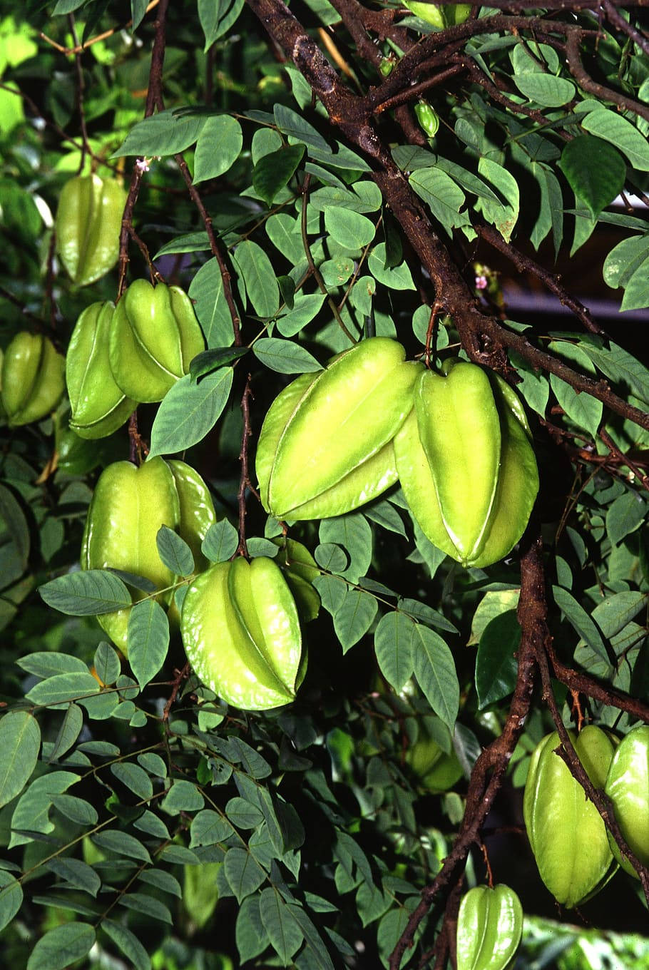 Fresh Star Fruit On A Green Plant