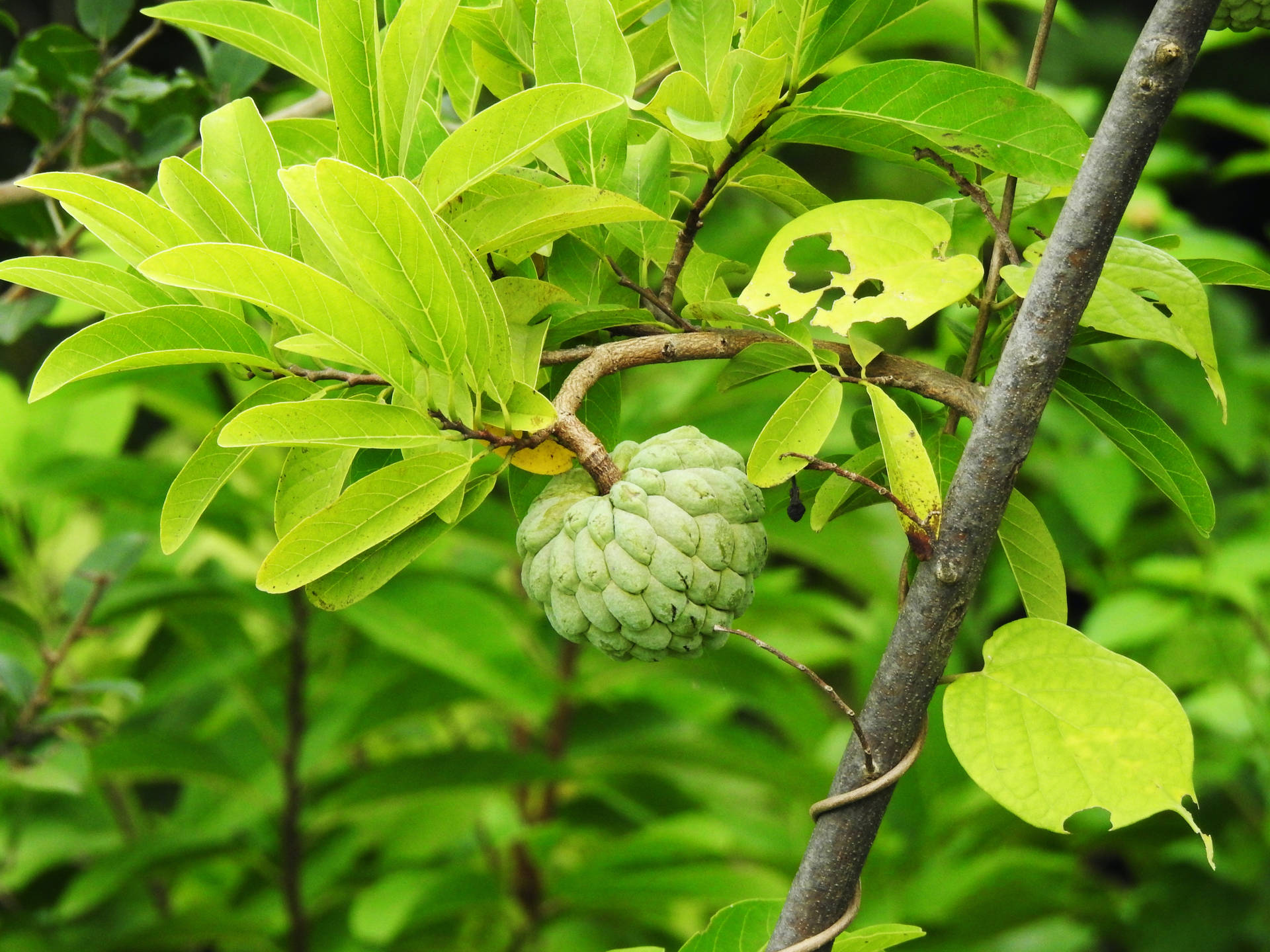 Fresh Sugar Apple (annona Squamosa) Assembled On Tree Background