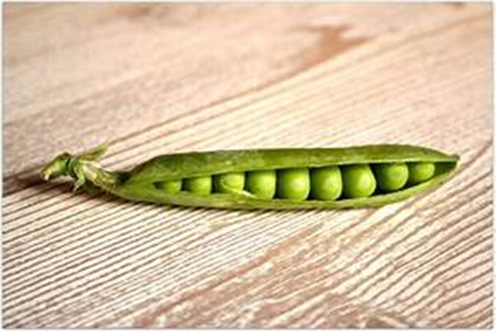 Fresh Sugar Snap Peas Peeking From Pod Background