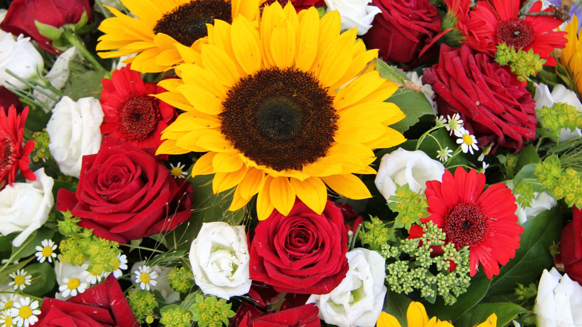 Fresh Sunflowers And Red White Roses Background