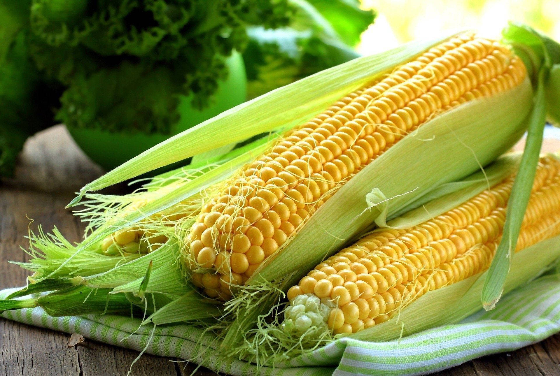 Fresh Sweet Corns Background