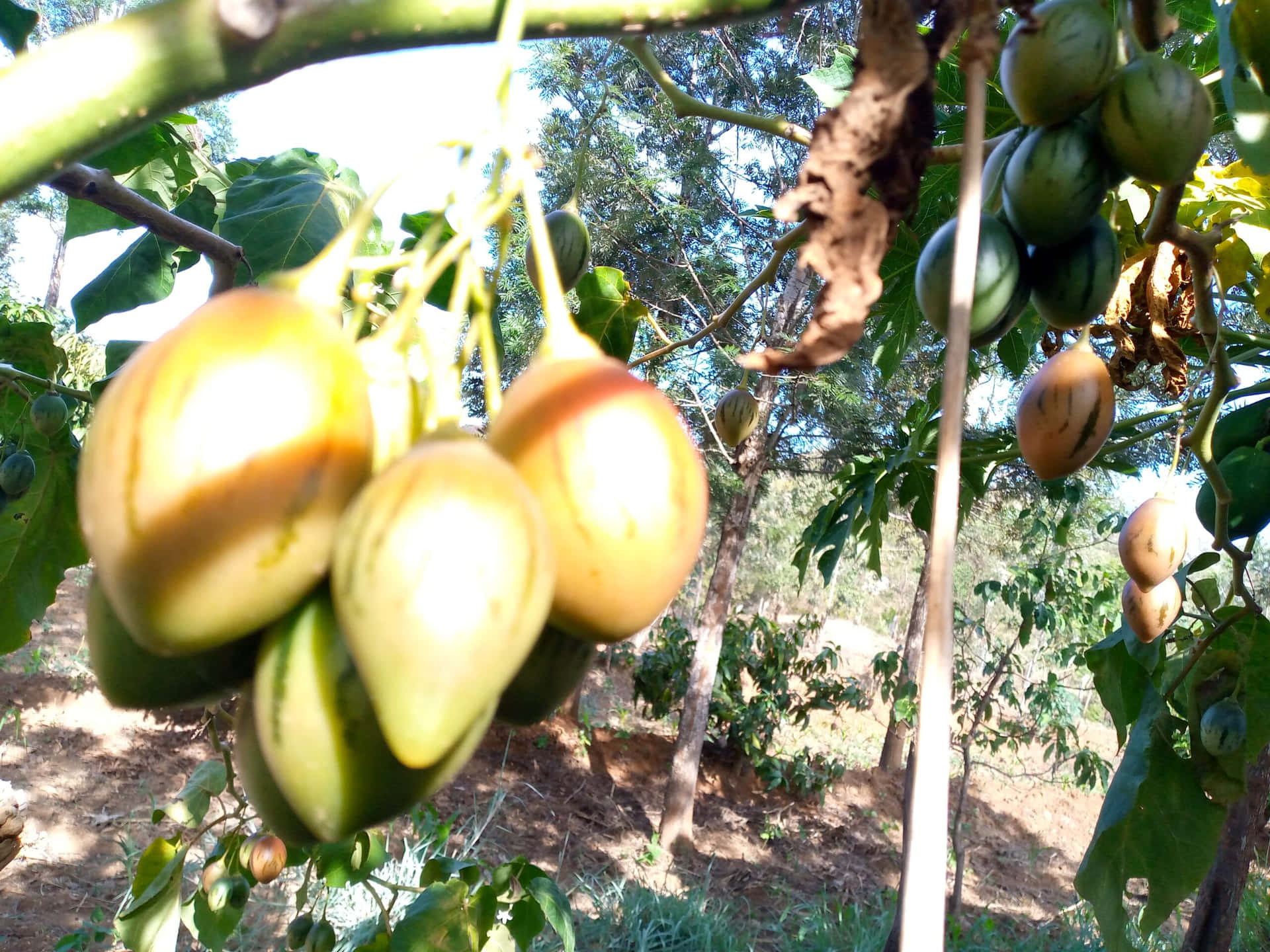 Fresh Tamarillo Fruit Bundle Photographed In High Definition Background