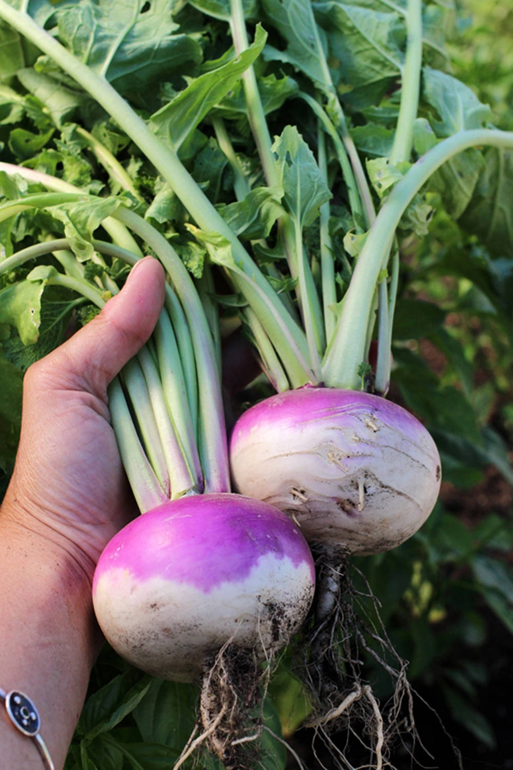 Fresh Turnip Vegetables Background