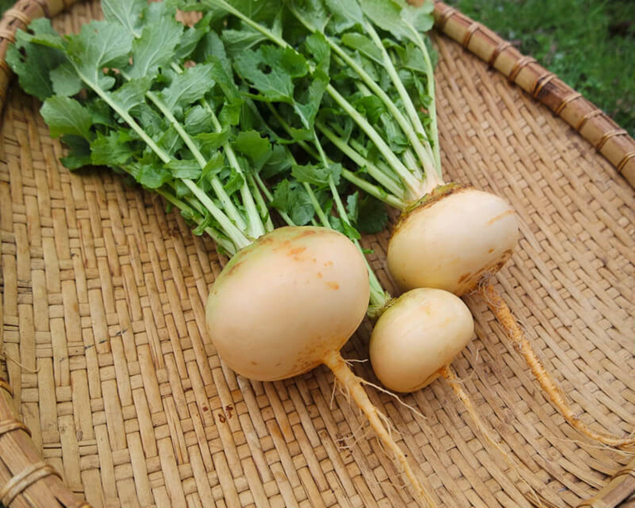 Fresh Turnips In A Bamboo Tray