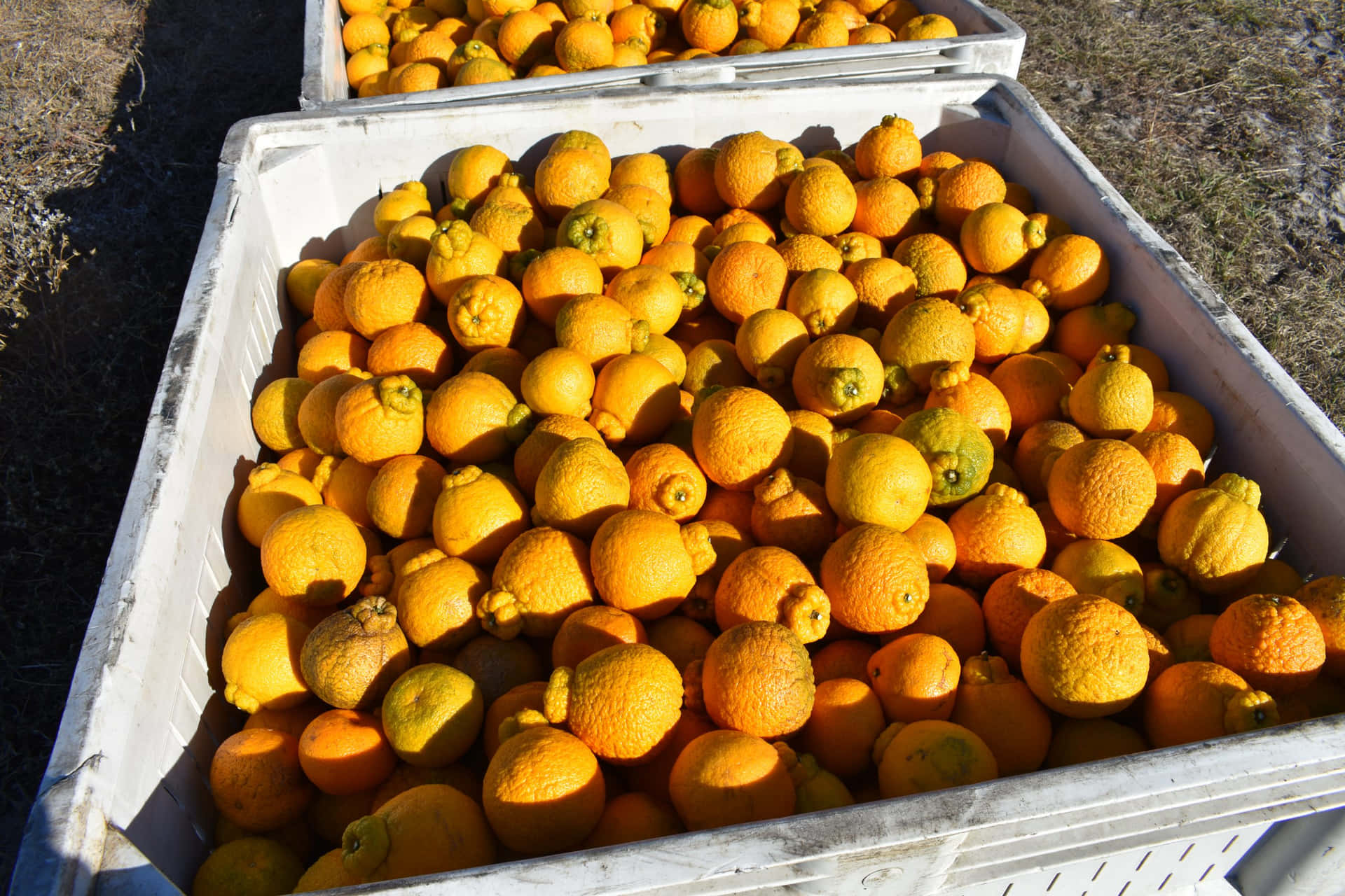 Fresh Ugli Citrus Fruits In Abundance Background