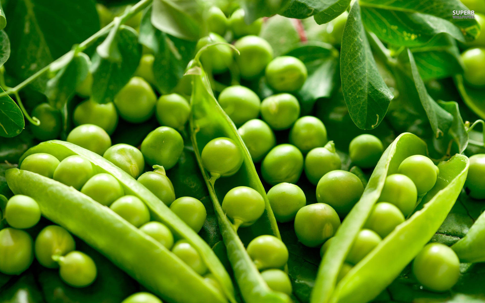 Fresh Vegetable Green Peas Opened Pod Background