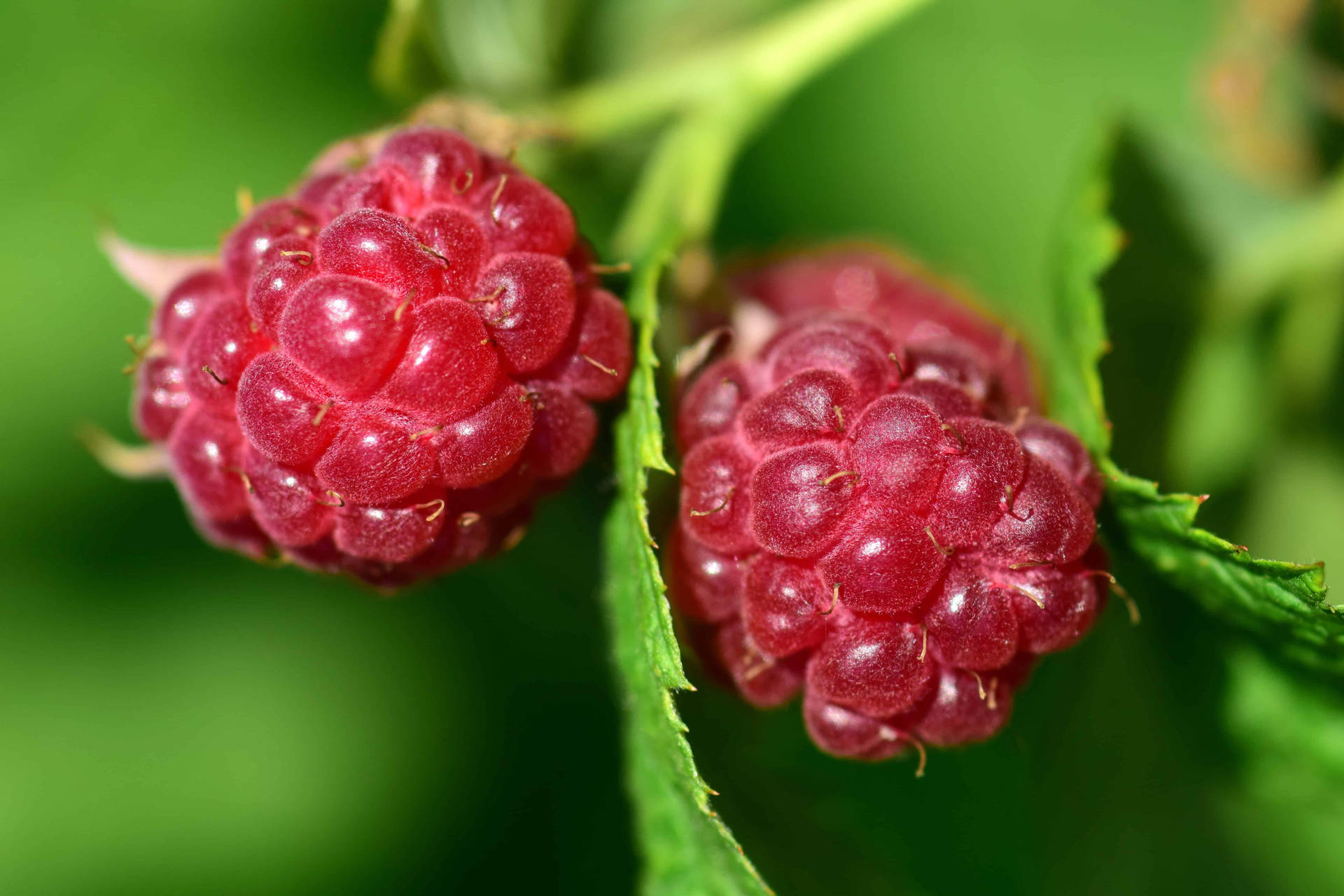 Fresh & Vibrant Raspberries