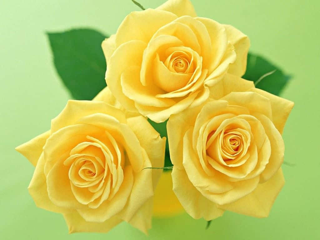 Fresh, Warm, And Sunny - Make Your Desktop Cheerful With This Cute Yellow Wallpaper Background
