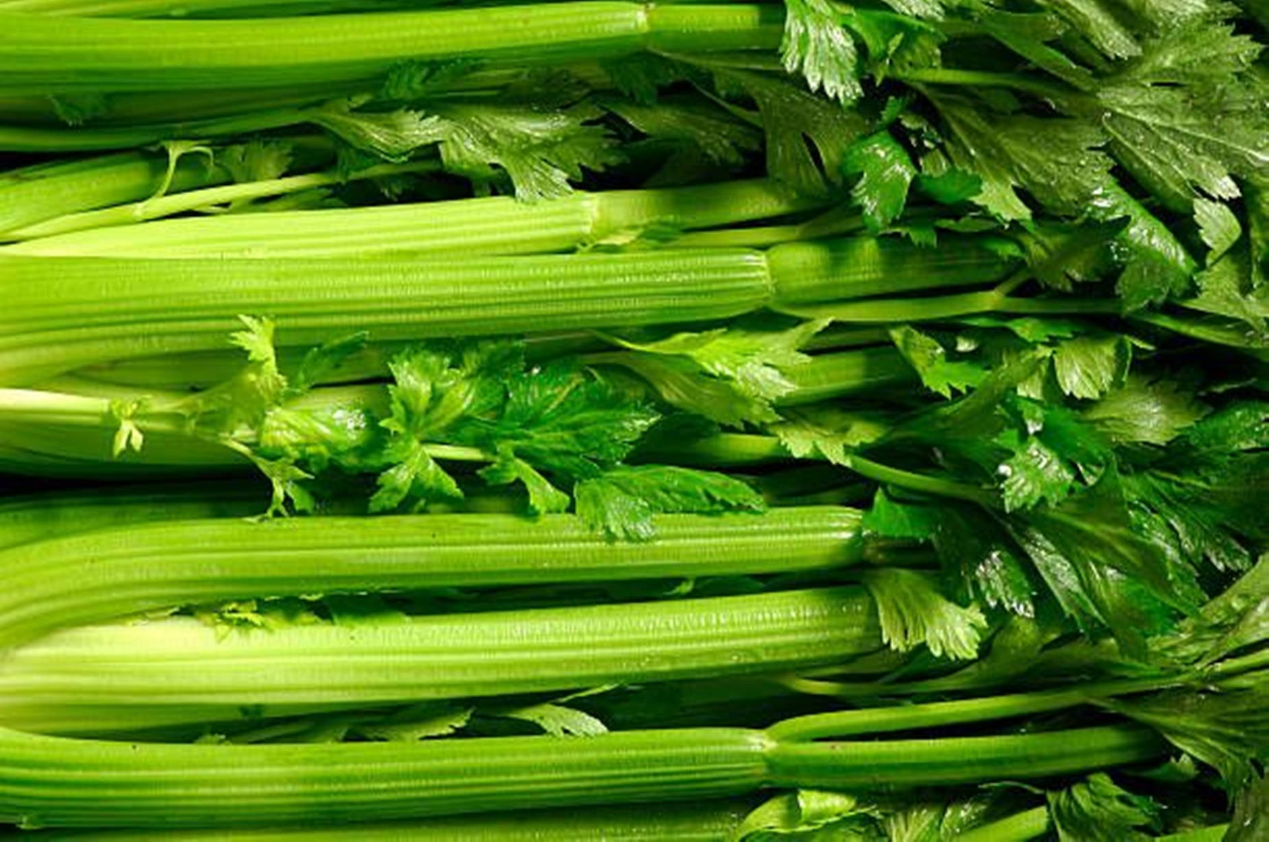 Fresh Washed Celery Bundle Background