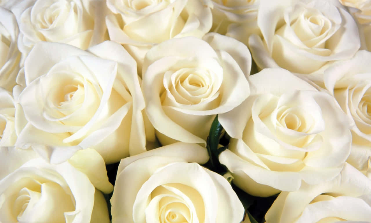 Fresh White 1280x768 Rose Background