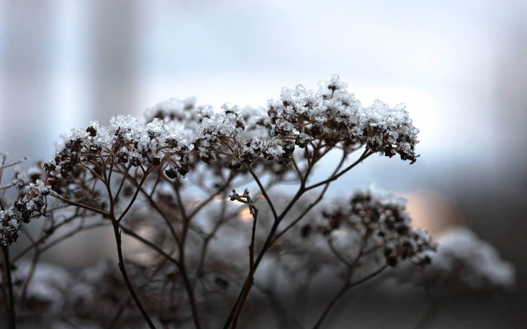 Fresh White Baby’s Breath Plants Background