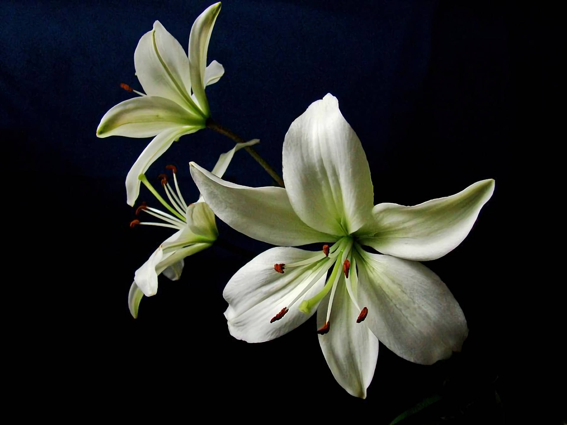 Fresh White Lily Blooms Background