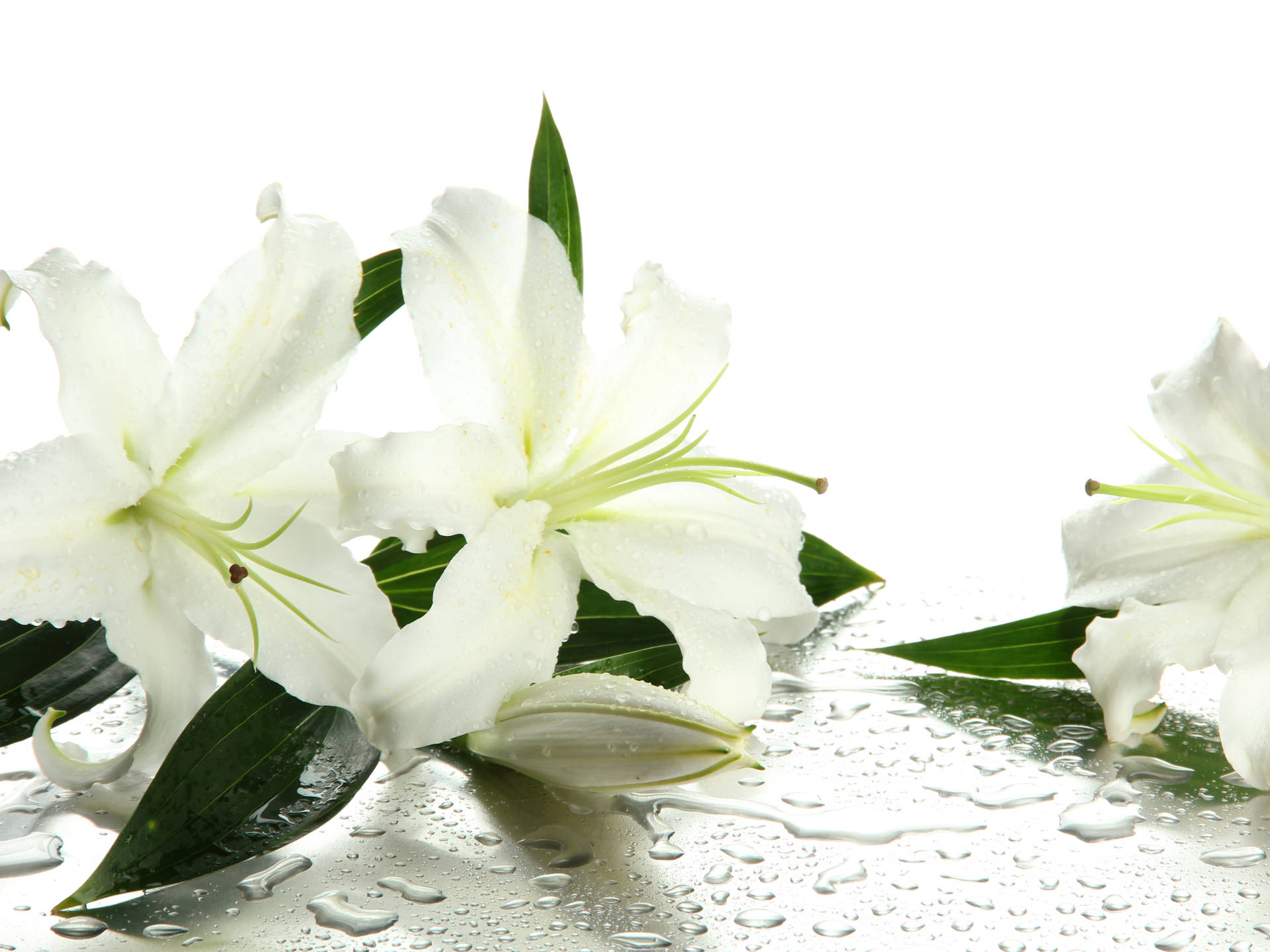 Fresh White Lily Flowers