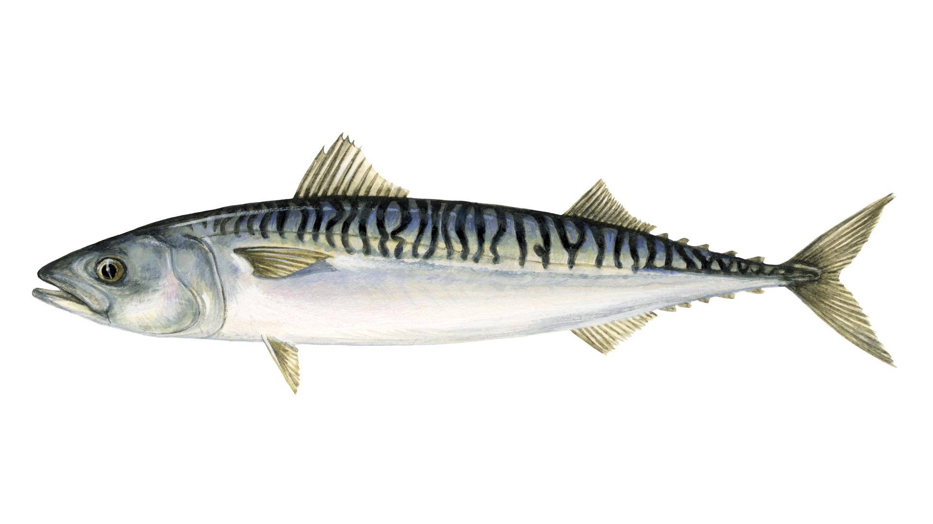 Fresh White Mackerel In White Background