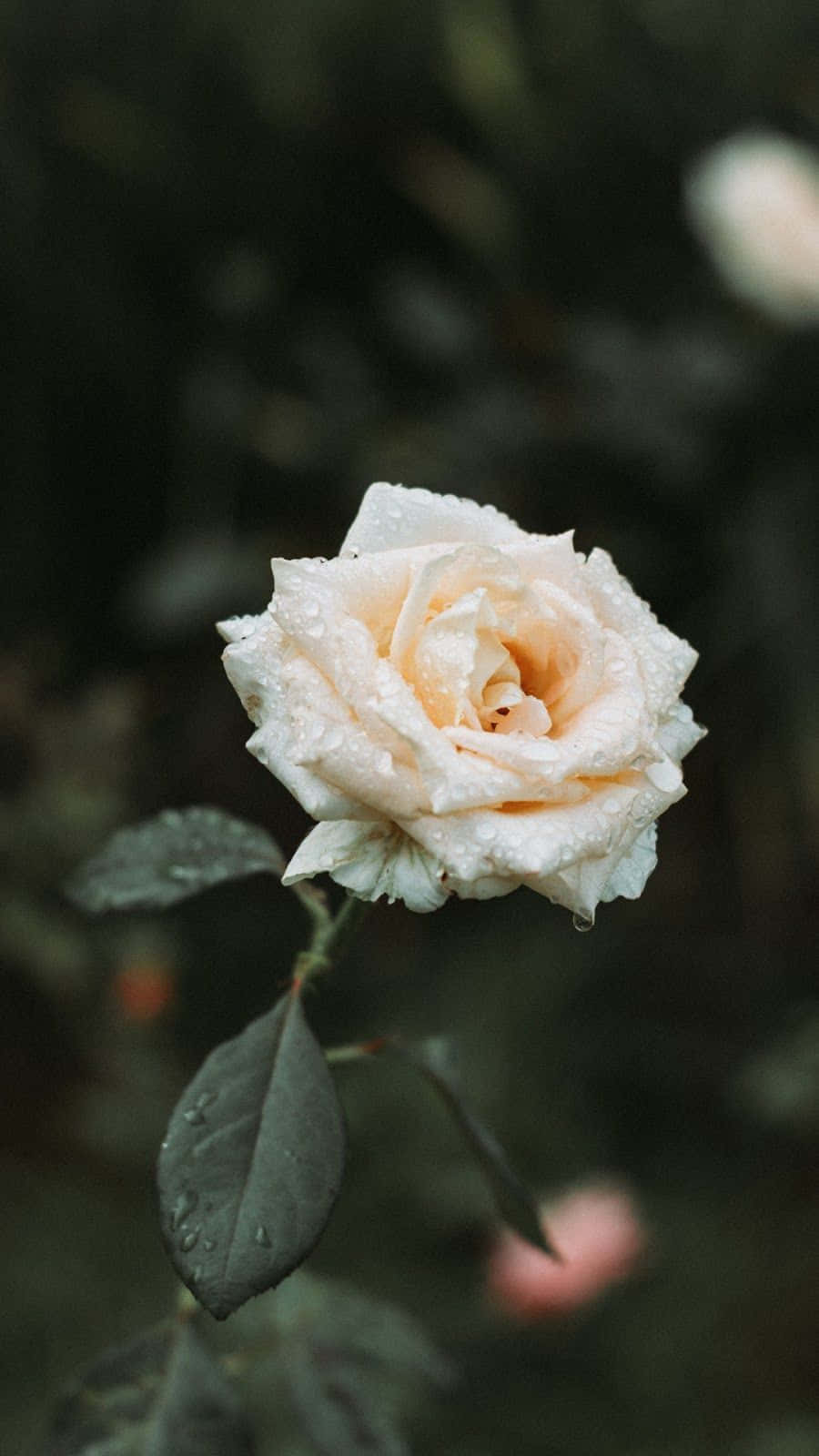 Fresh White Rose Bloom Background