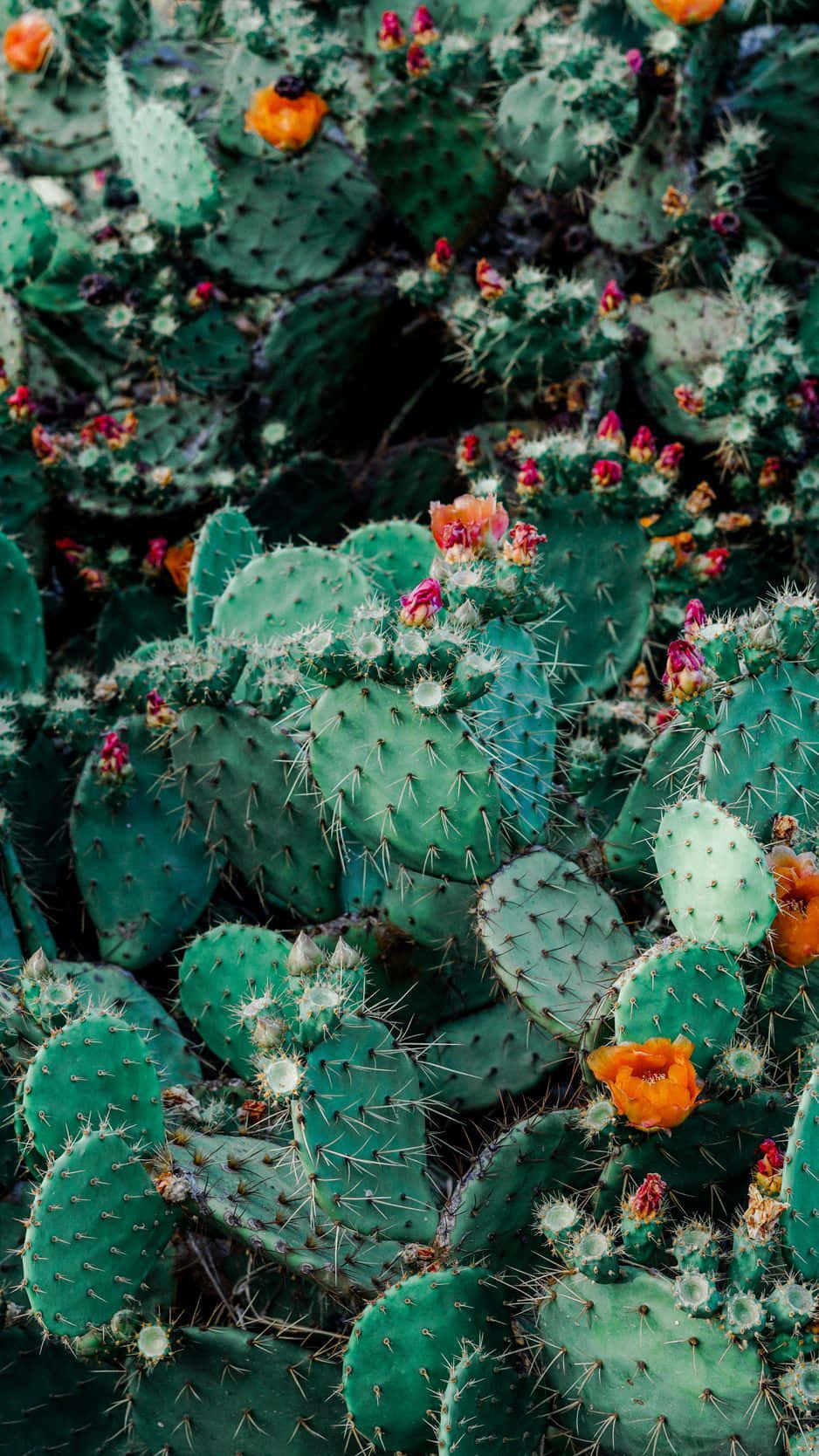 Freshen Up Your Phone With This Beautiful Cactus Iphone Wallpaper. Background