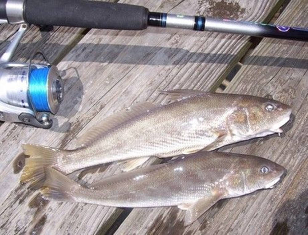 Freshly Caught Sea Mullet