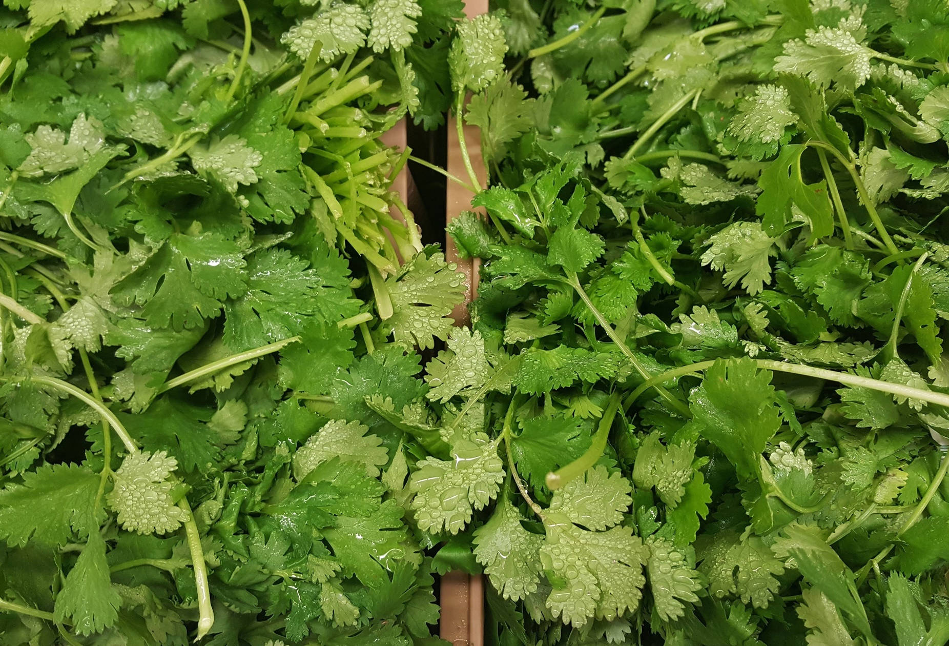 Freshly Cut Coriander Herbs In Boxes Background