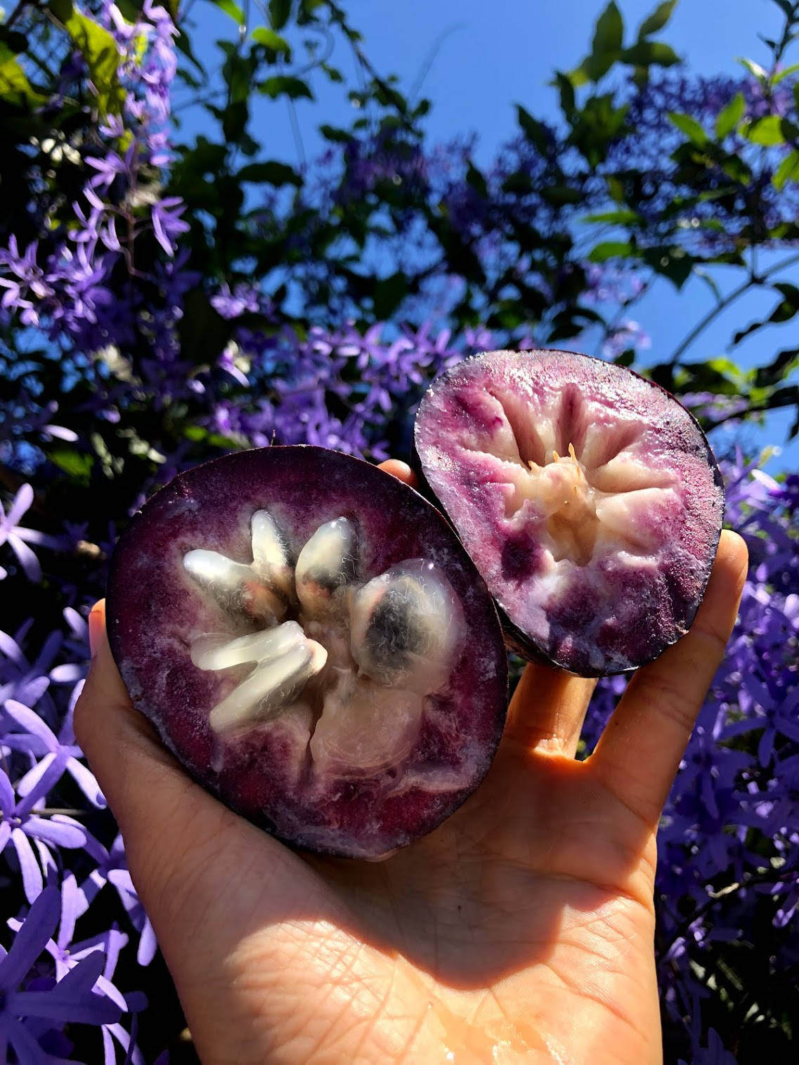 Freshly Cut Star Apple Glistening In Natural Light Background