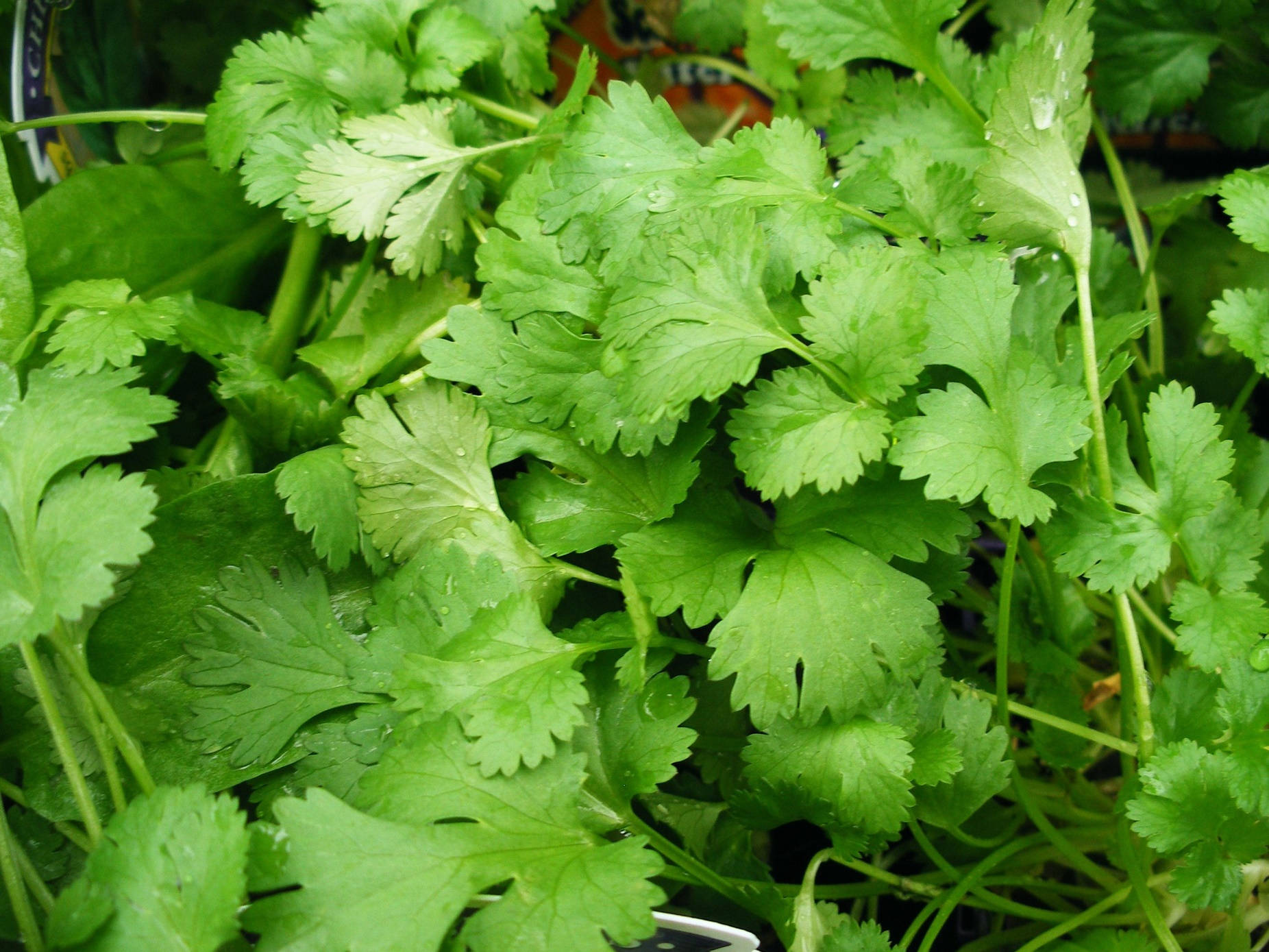 Freshly Cut Vibrant Coriander Leaves Background