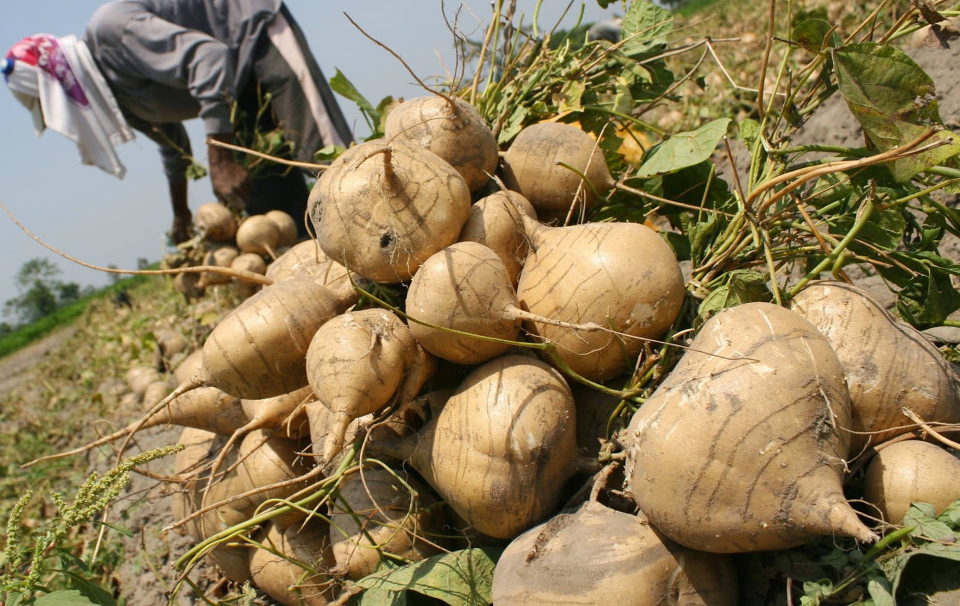 Freshly Dug Out Jicama Turnips In The Field Background