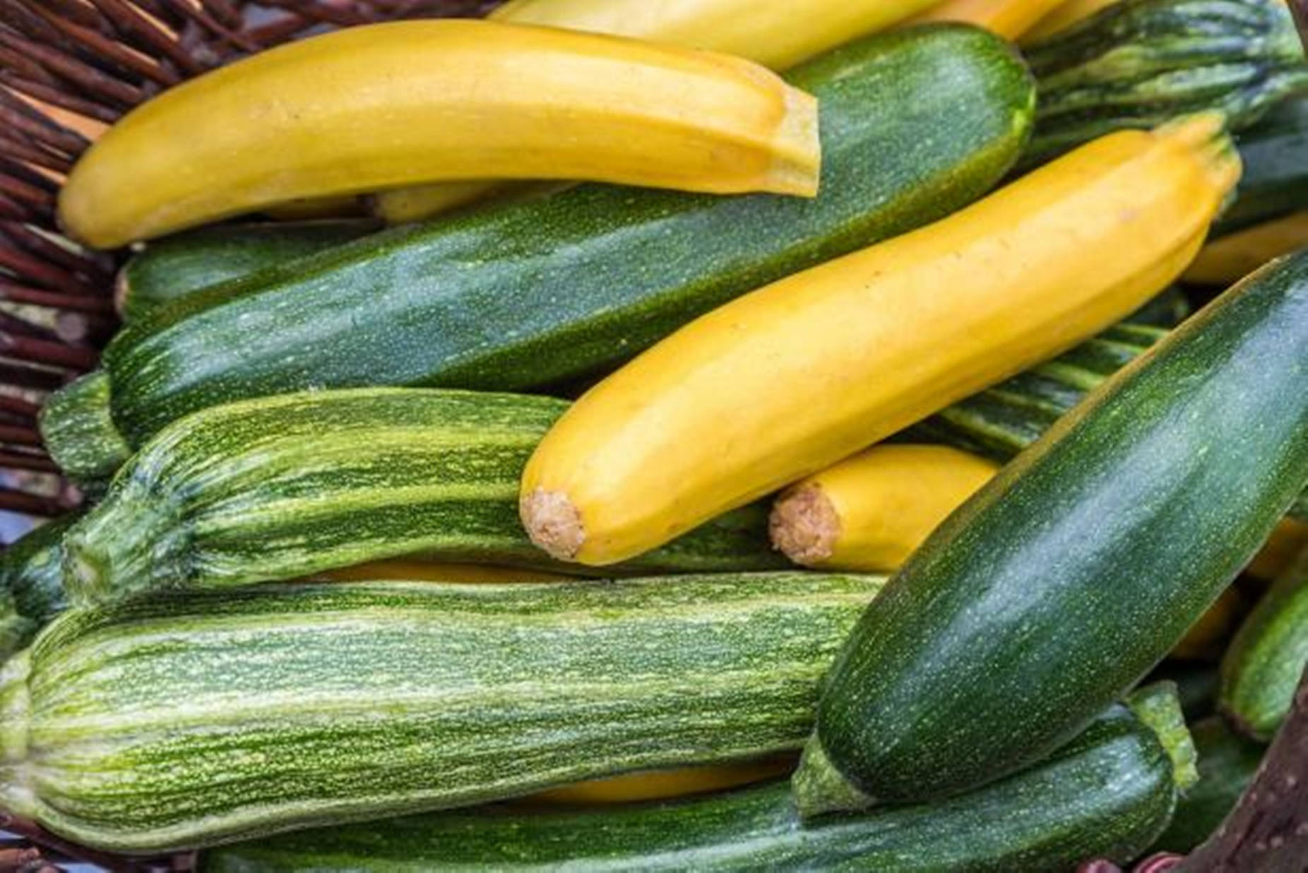 Freshly Grown Zucchini In A Garden Background