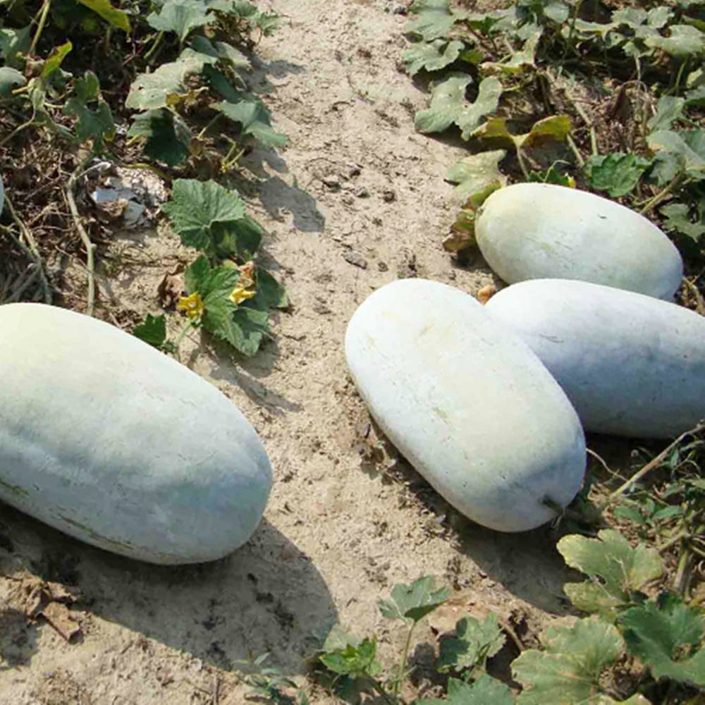 Freshly Harvested Ash Gourd Background