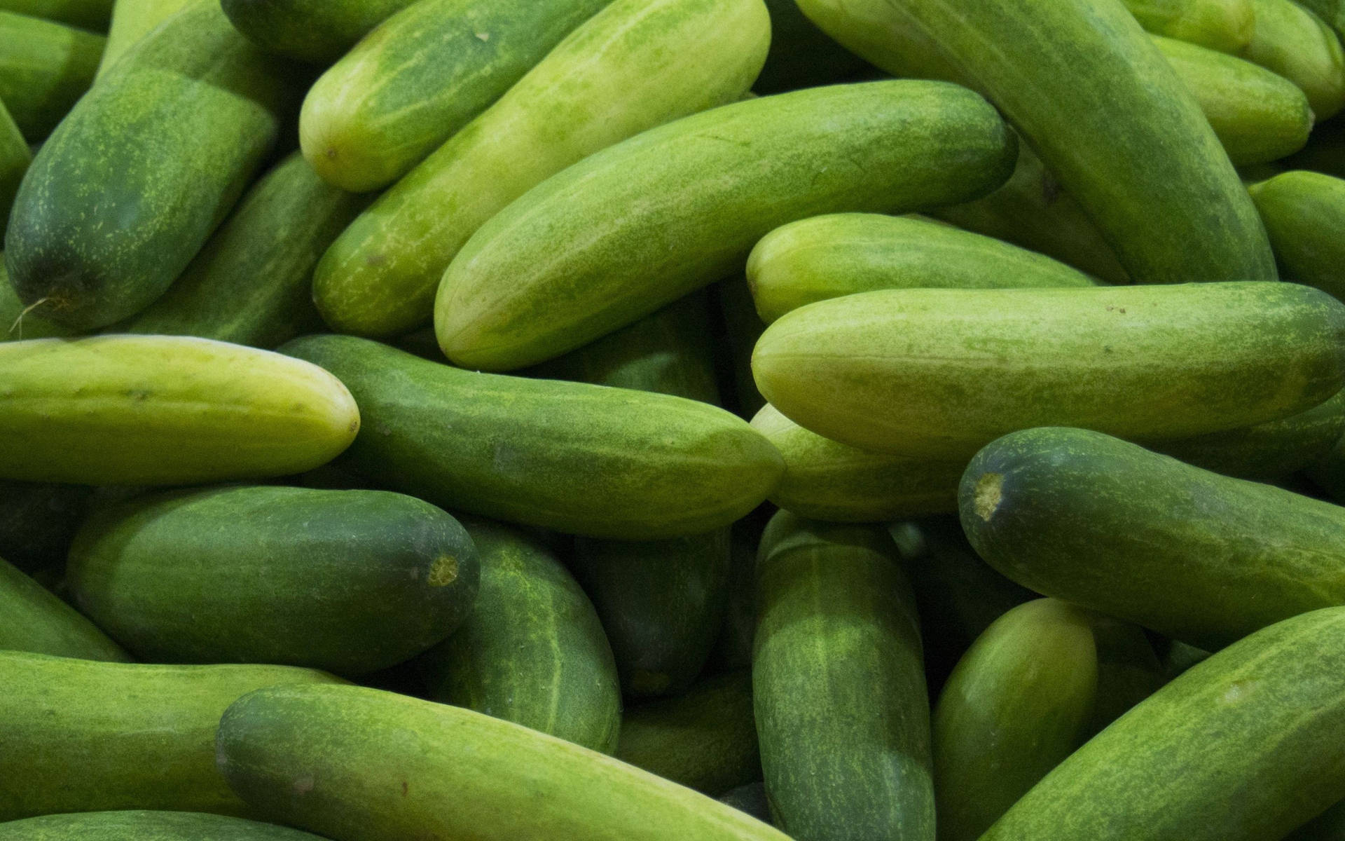 Freshly Harvested Bright Green Gherkin Cucumbers Background